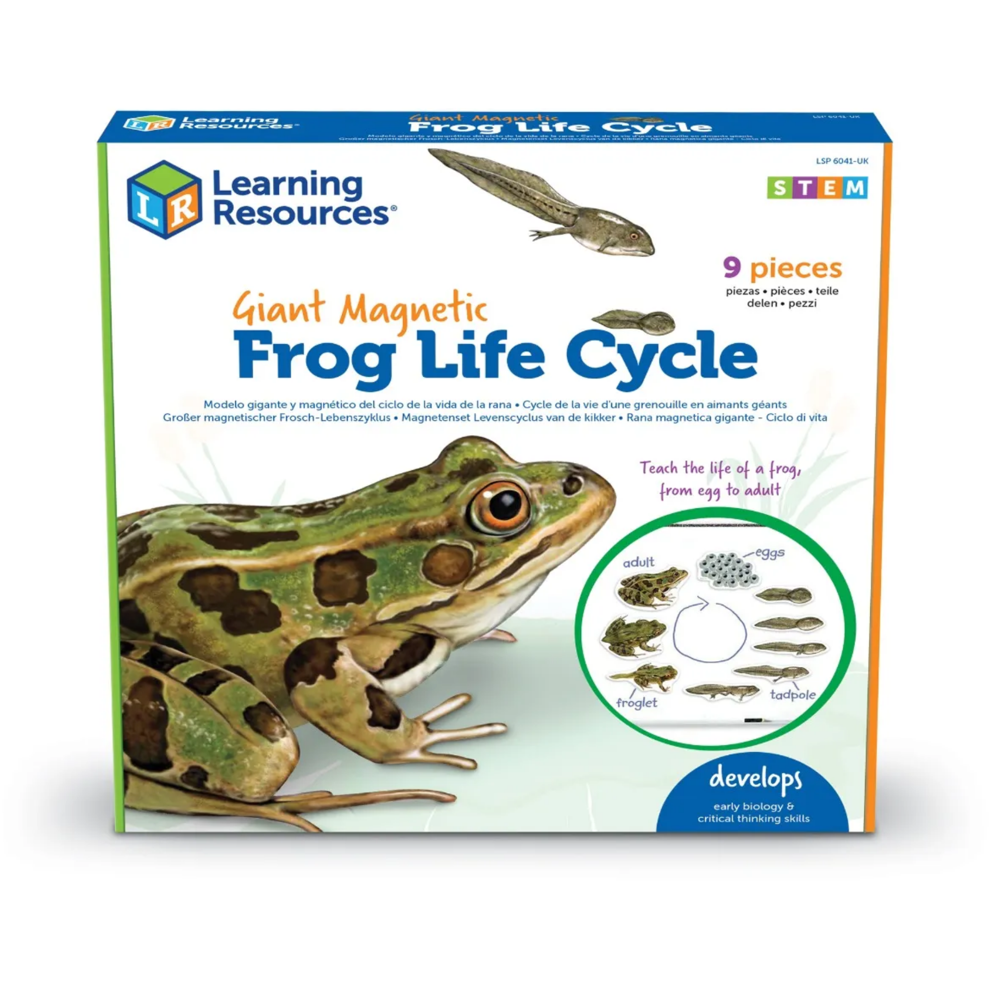 Learning Resources Giant Mag Frog Life Cycle Demo Set, Jumbo Magnets for Whiteboard Demonstrations, Ideal for Teaching Frog Life Cycle, Wipe-Clean for Labelling, Includes 9 Magnets