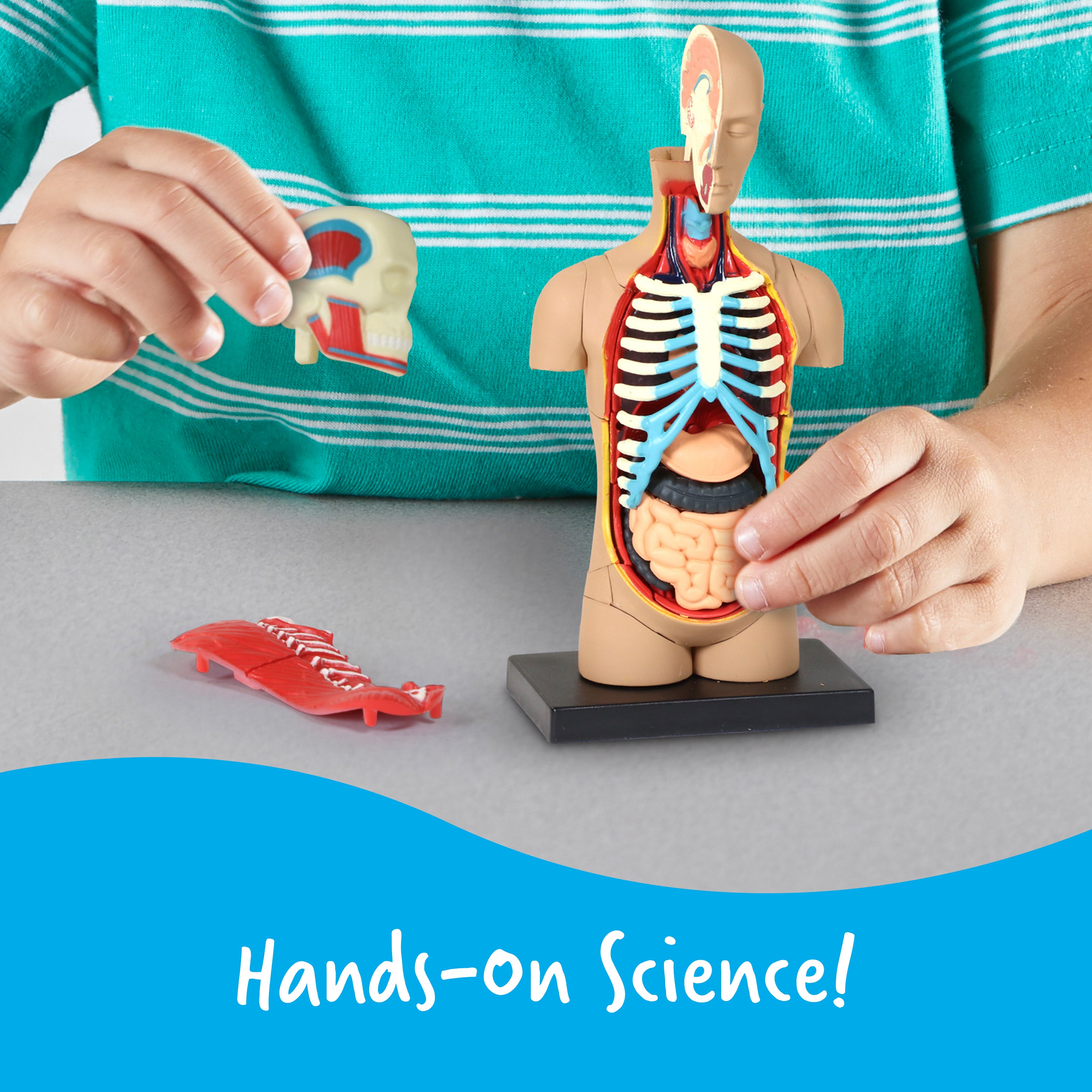 Learning Resources Human Body Anatomy Display Model, 31-Piece Miniature Model for Kids to Explore Body Systems and Organs, Ideal for Ages 8+