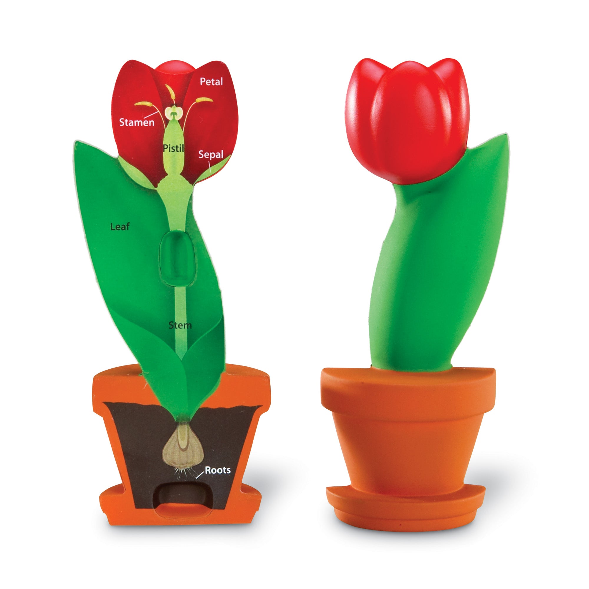 Learning Resources Cross-Section Flower Model, 2-Piece Foam Science Model for Classroom Demonstration, Teaches Parts of a Flower, Includes Activity Guide, Ages 7+