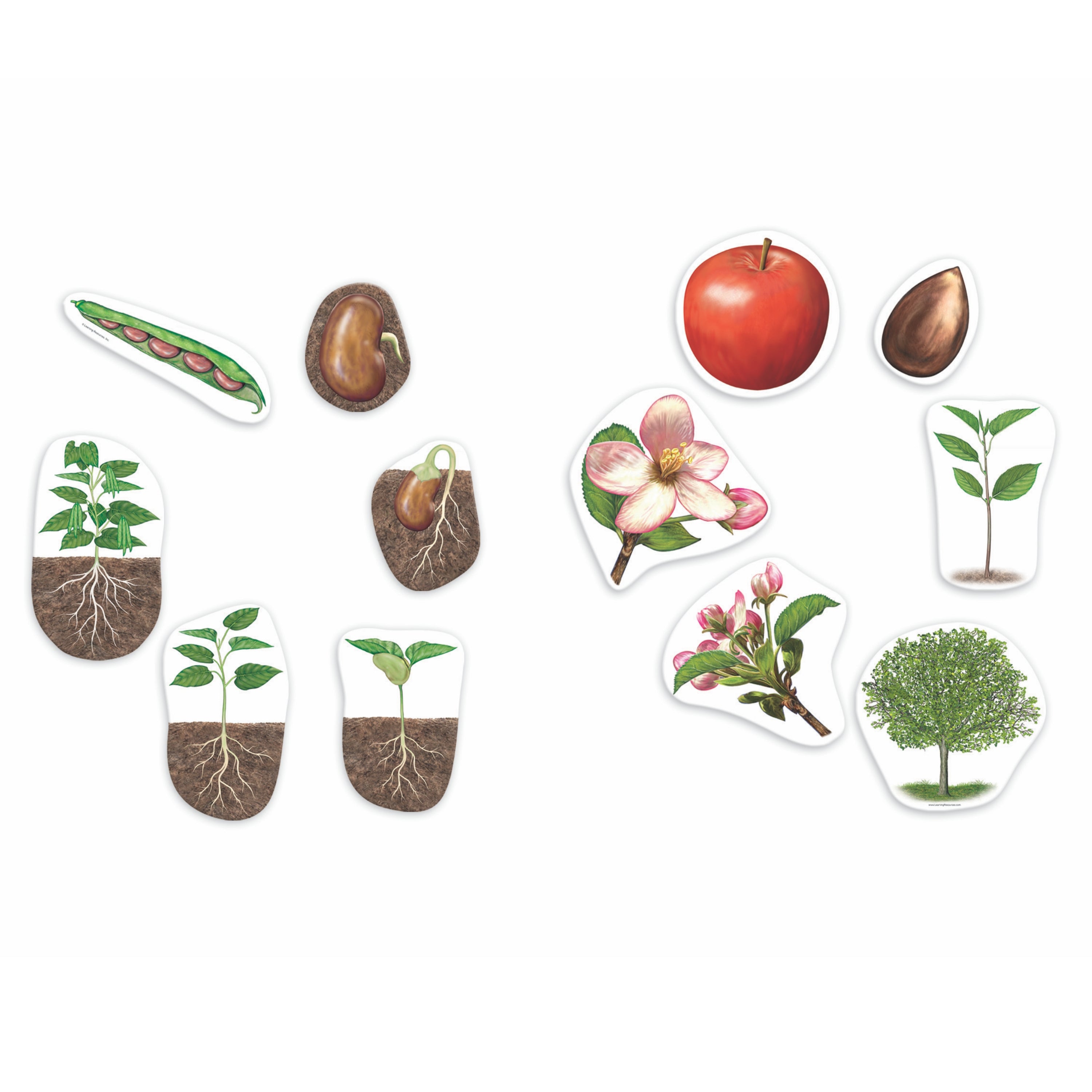 Learning Resources Giant Magnetic Plant Life Cycle, Jumbo Educational Magnets for Science Learning, Includes Apple Tree & Bean Plant, Ages 5+