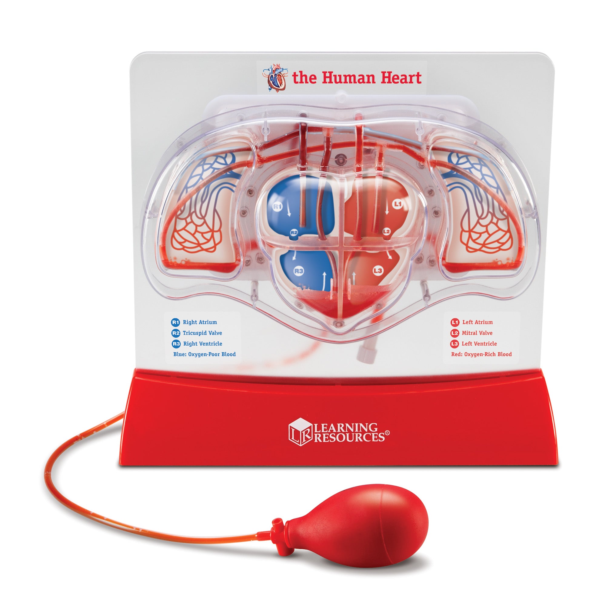 Learning Resources Pumping Heart Model, Interactive Human Anatomy Learning Toy, Demonstrates Blood Flow & Oxygen Exchange, Includes 10 Dye Packs & Activity Guide, Educational Science Kit for Ages 8+