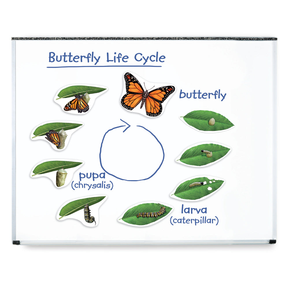 Learning Resources Giant Magnetic Butterfly Life Cycle, Jumbo Educational Magnets for Science Learning, Interactive STEM Resource, Ages 5+