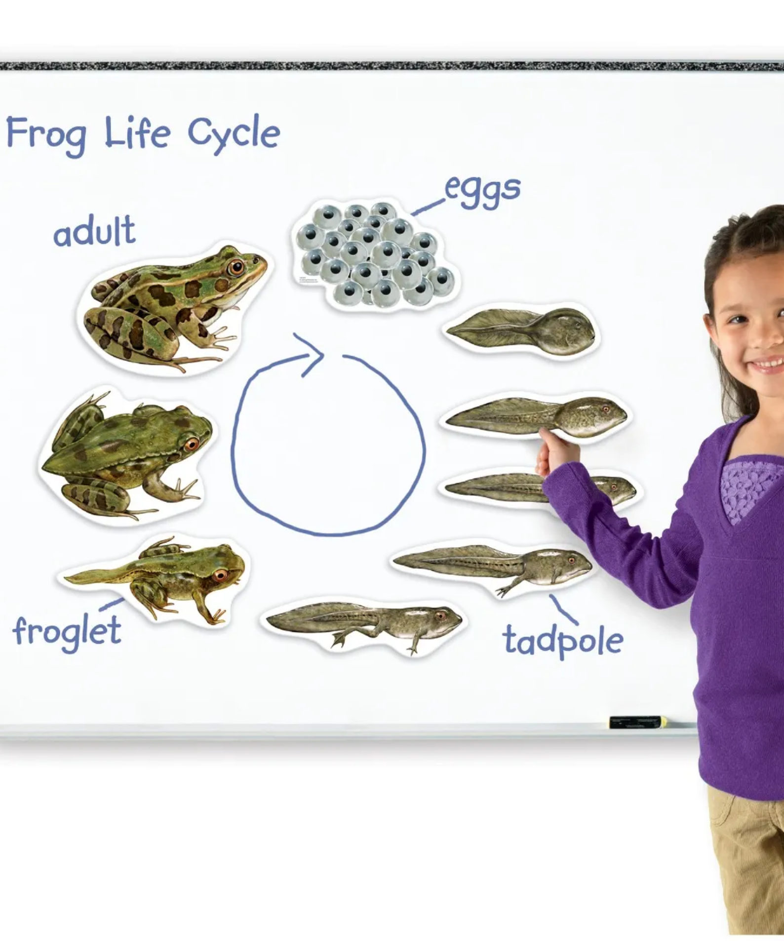 Learning Resources Giant Mag Frog Life Cycle Demo Set, Jumbo Magnets for Whiteboard Demonstrations, Ideal for Teaching Frog Life Cycle, Wipe-Clean for Labelling, Includes 9 Magnets
