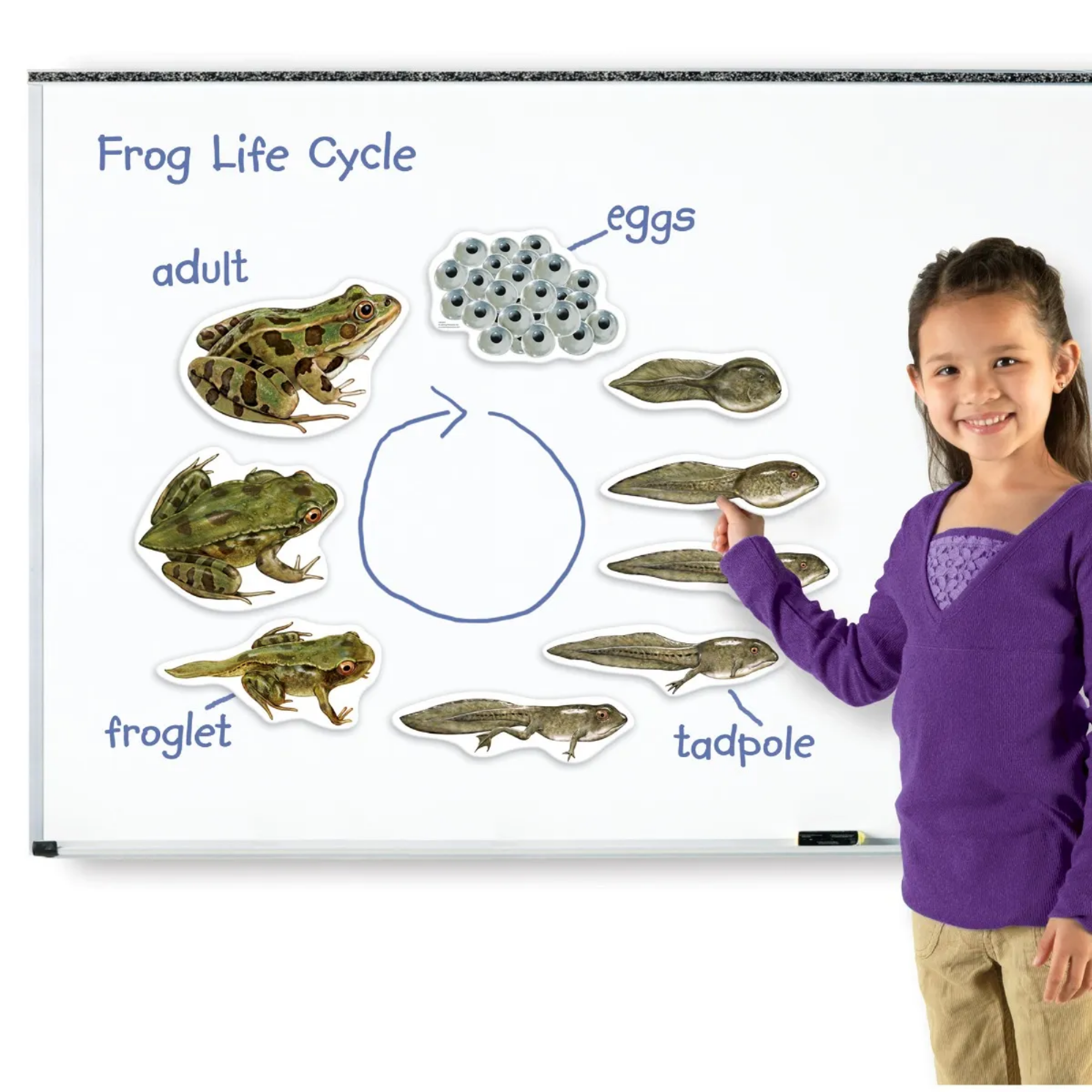 Learning Resources Giant Mag Frog Life Cycle Demo Set, Jumbo Magnets for Whiteboard Demonstrations, Ideal for Teaching Frog Life Cycle, Wipe-Clean for Labelling, Includes 9 Magnets
