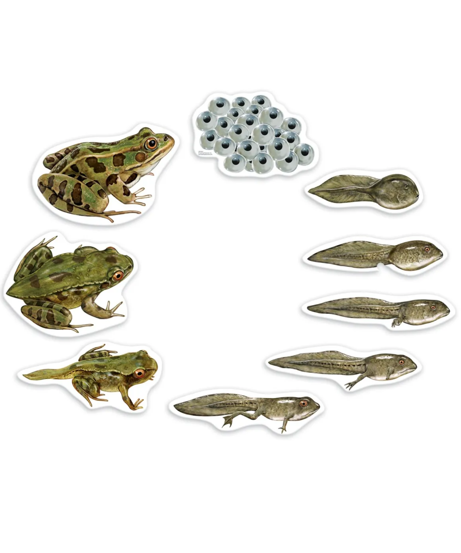 Learning Resources Giant Mag Frog Life Cycle Demo Set, Jumbo Magnets for Whiteboard Demonstrations, Ideal for Teaching Frog Life Cycle, Wipe-Clean for Labelling, Includes 9 Magnets