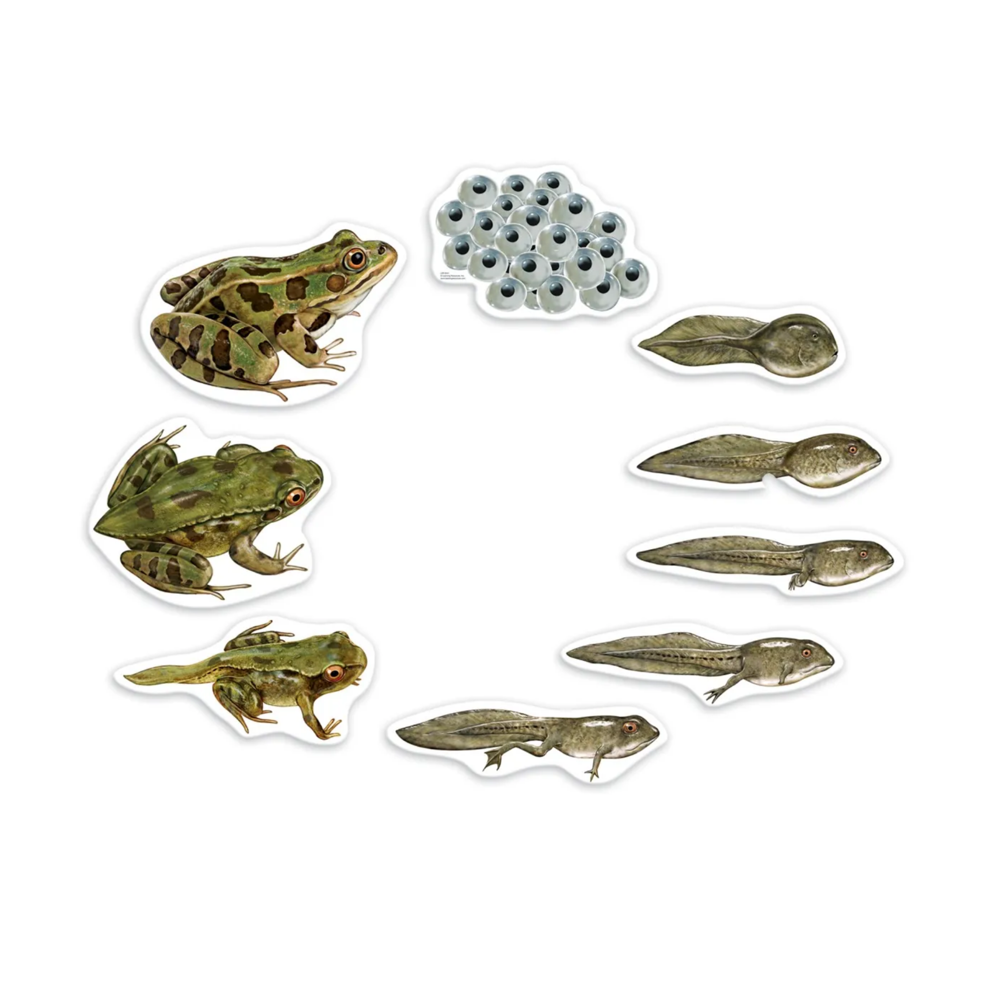 Learning Resources Giant Mag Frog Life Cycle Demo Set, Jumbo Magnets for Whiteboard Demonstrations, Ideal for Teaching Frog Life Cycle, Wipe-Clean for Labelling, Includes 9 Magnets