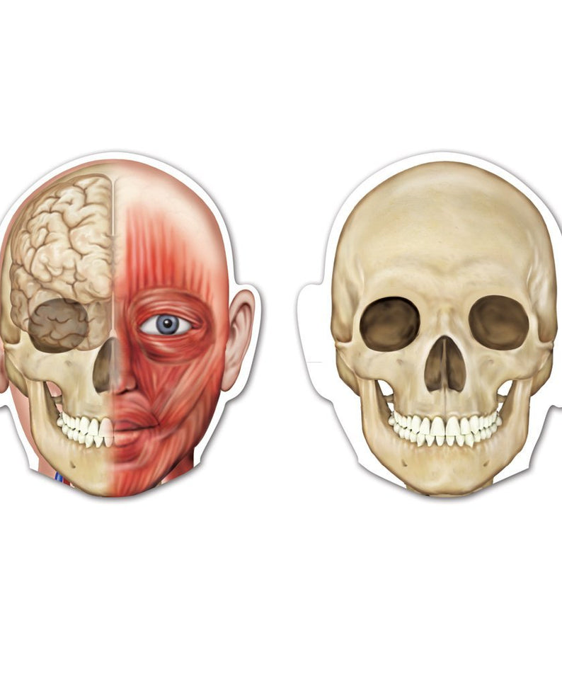 Learning Resources Double-Sided Magnetic Human Body Model, 90cm Anatomy Learning Set for Kids, Includes 17 Magnetic Pieces, Skeletal & Organ Systems, Write-On Wipe-Off Feature, Educational Toy for Classrooms & Home