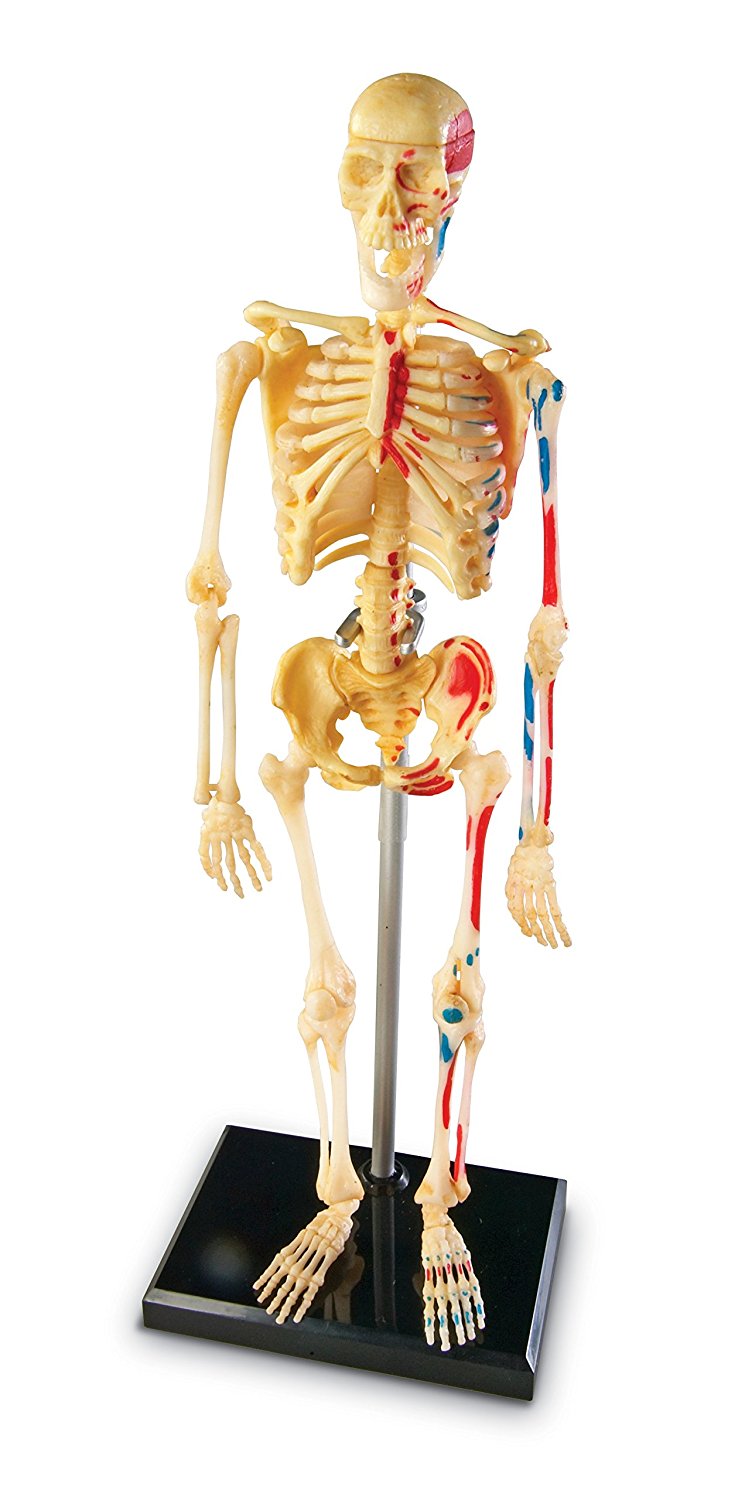 Learning Resources Skeleton Anatomy Model, 41-Piece Human Skeleton Display with Circulatory System, Educational Model for Kids 8+