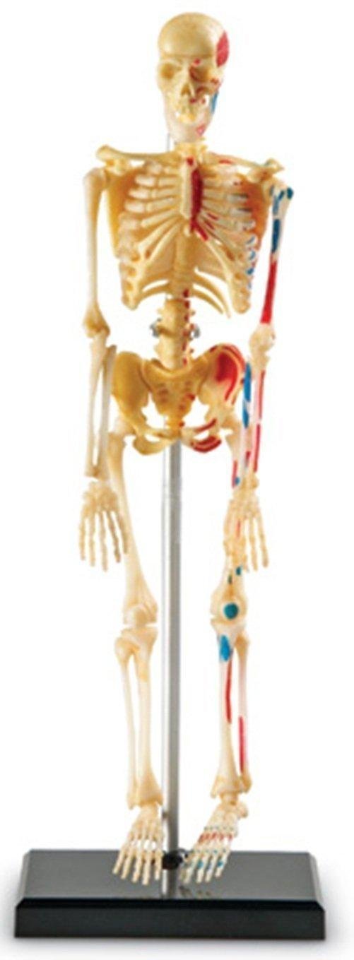Learning Resources Skeleton Anatomy Model, 41-Piece Human Skeleton Display with Circulatory System, Educational Model for Kids 8+