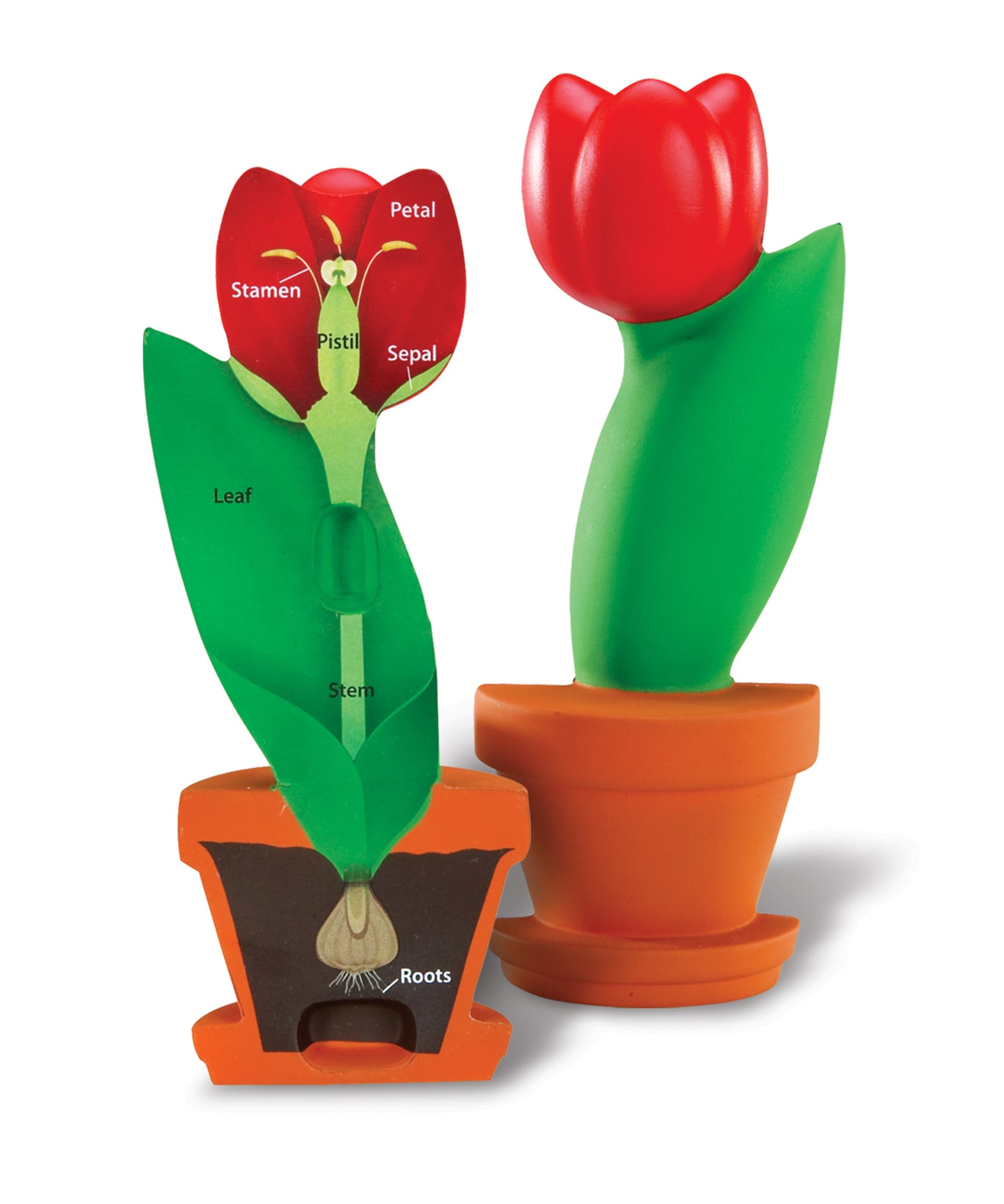 Learning Resources Cross-Section Flower Model, 2-Piece Foam Science Model for Classroom Demonstration, Teaches Parts of a Flower, Includes Activity Guide, Ages 7+