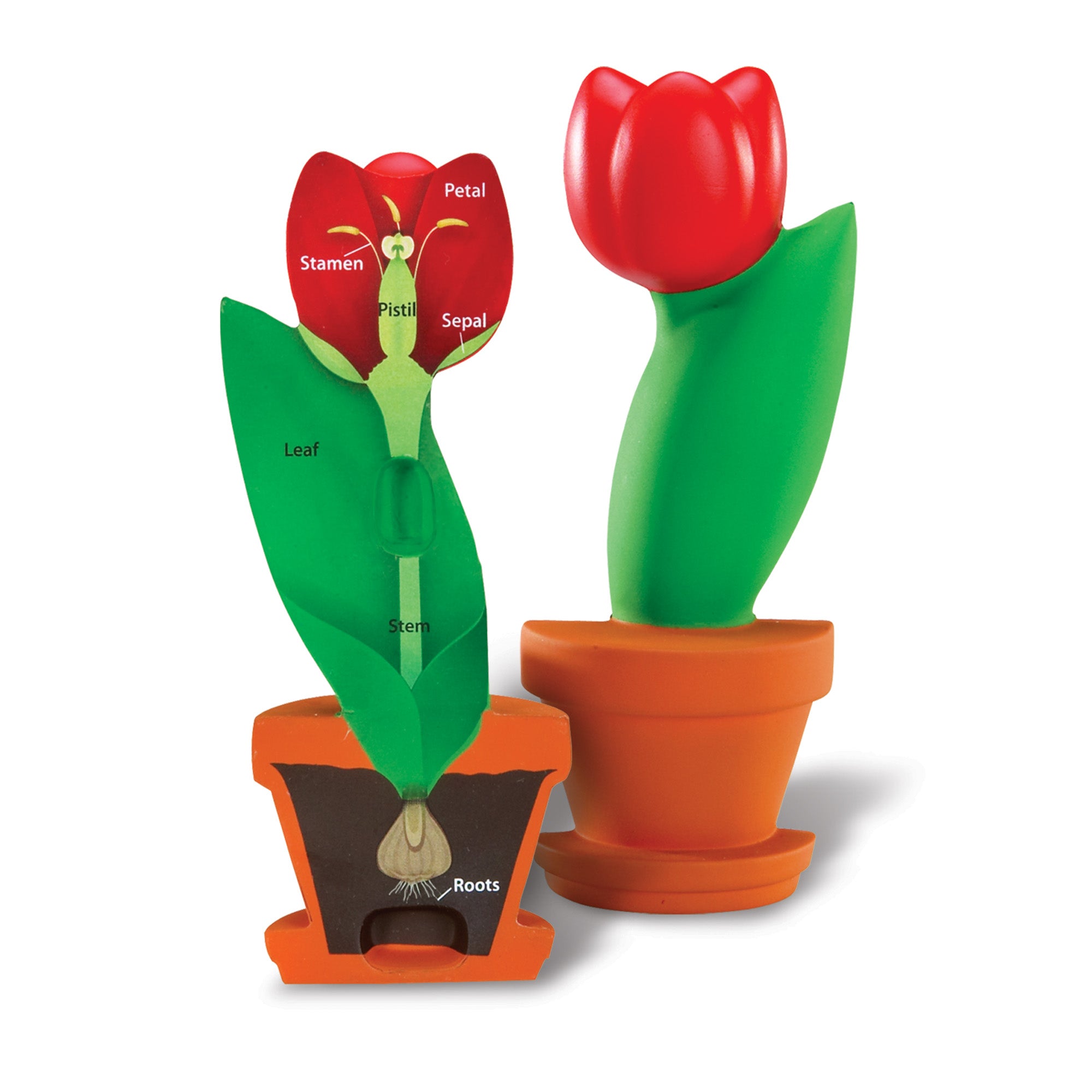 Learning Resources Cross-Section Flower Model, 2-Piece Foam Science Model for Classroom Demonstration, Teaches Parts of a Flower, Includes Activity Guide, Ages 7+