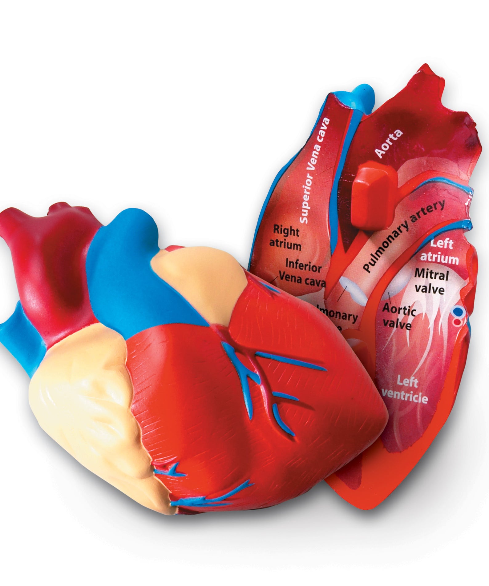 Learning Resources Cross-Section Human Heart Model, 13cm Soft Foam Anatomy Learning Toy, Realistically Detailed with Labeled & Self-Assessment Sides, Includes Activity Guide, Educational Science Toy for Ages 7+