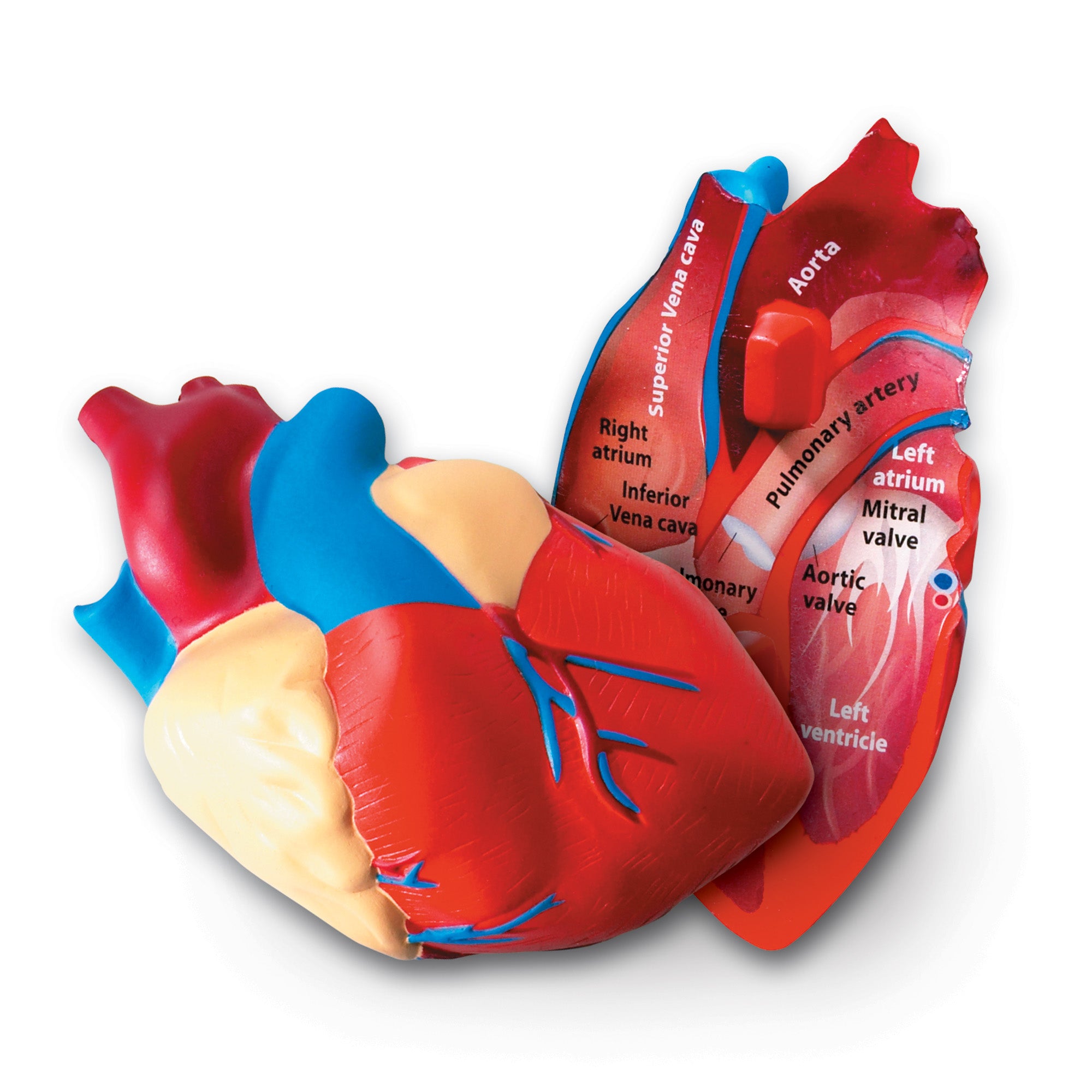 Learning Resources Cross-Section Human Heart Model, 13cm Soft Foam Anatomy Learning Toy, Realistically Detailed with Labeled & Self-Assessment Sides, Includes Activity Guide, Educational Science Toy for Ages 7+
