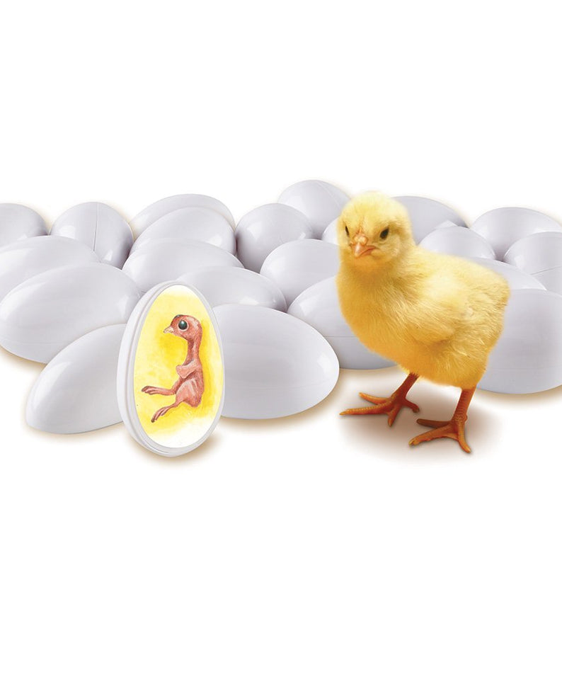 Learning Resources Chick Life Cycle Exploration Set, Hands-On 21-Day Development Learning Toy, STEM Educational Resource, Ages 5+