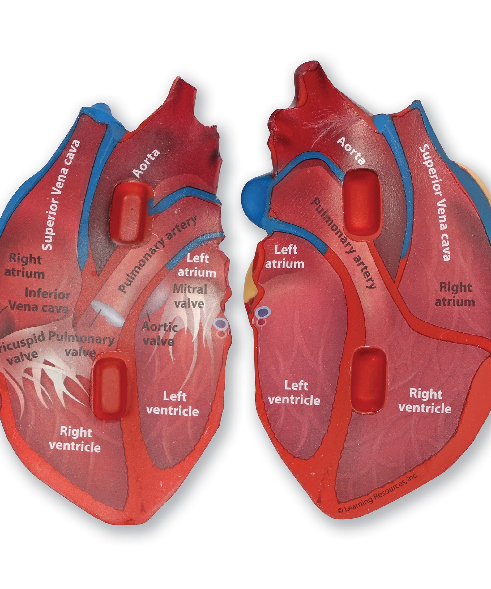 Learning Resources Cross-Section Human Heart Model, 13cm Soft Foam Anatomy Learning Toy, Realistically Detailed with Labeled & Self-Assessment Sides, Includes Activity Guide, Educational Science Toy for Ages 7+