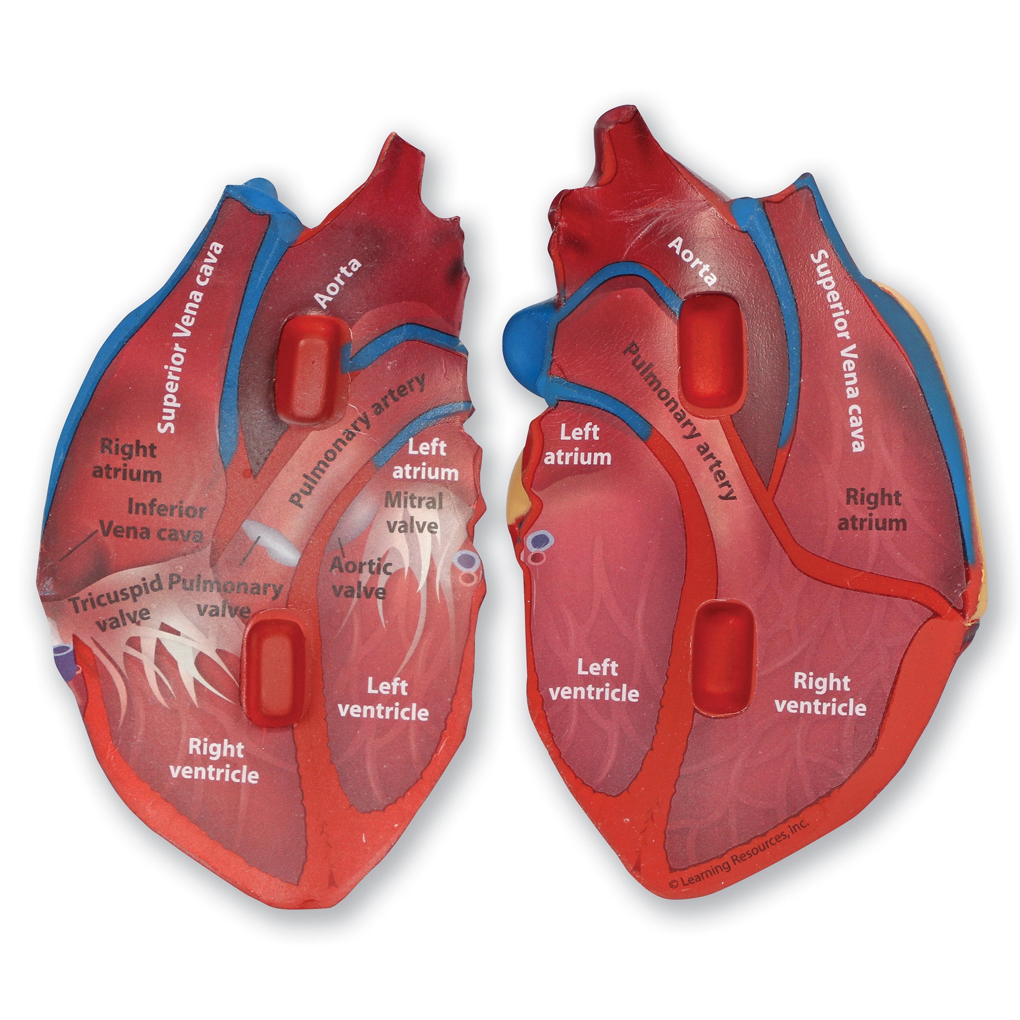 Learning Resources Cross-Section Human Heart Model, 13cm Soft Foam Anatomy Learning Toy, Realistically Detailed with Labeled & Self-Assessment Sides, Includes Activity Guide, Educational Science Toy for Ages 7+