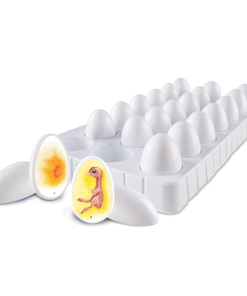 Learning Resources Chick Life Cycle Exploration Set, Hands-On 21-Day Development Learning Toy, STEM Educational Resource, Ages 5+