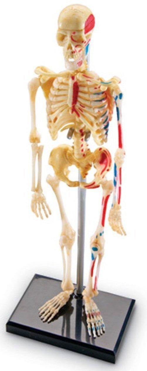 Learning Resources Skeleton Anatomy Model, 41-Piece Human Skeleton Display with Circulatory System, Educational Model for Kids 8+