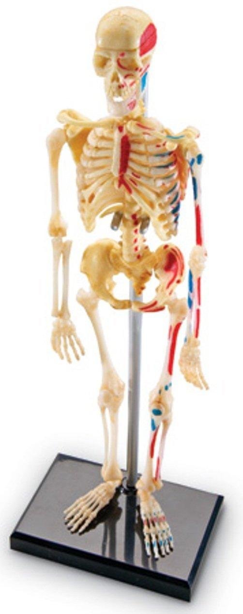 Learning Resources Skeleton Anatomy Model, 41-Piece Human Skeleton Display with Circulatory System, Educational Model for Kids 8+