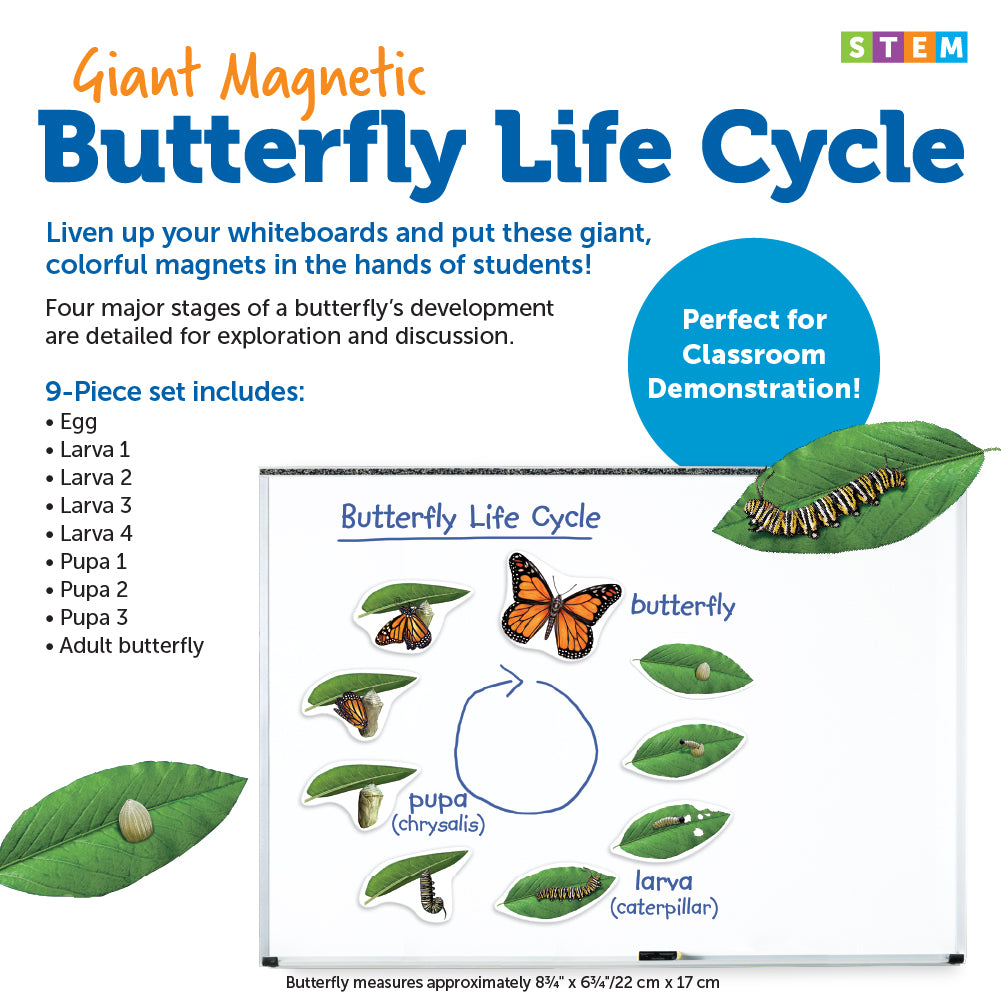 Learning Resources Giant Magnetic Butterfly Life Cycle, Jumbo Educational Magnets for Science Learning, Interactive STEM Resource, Ages 5+