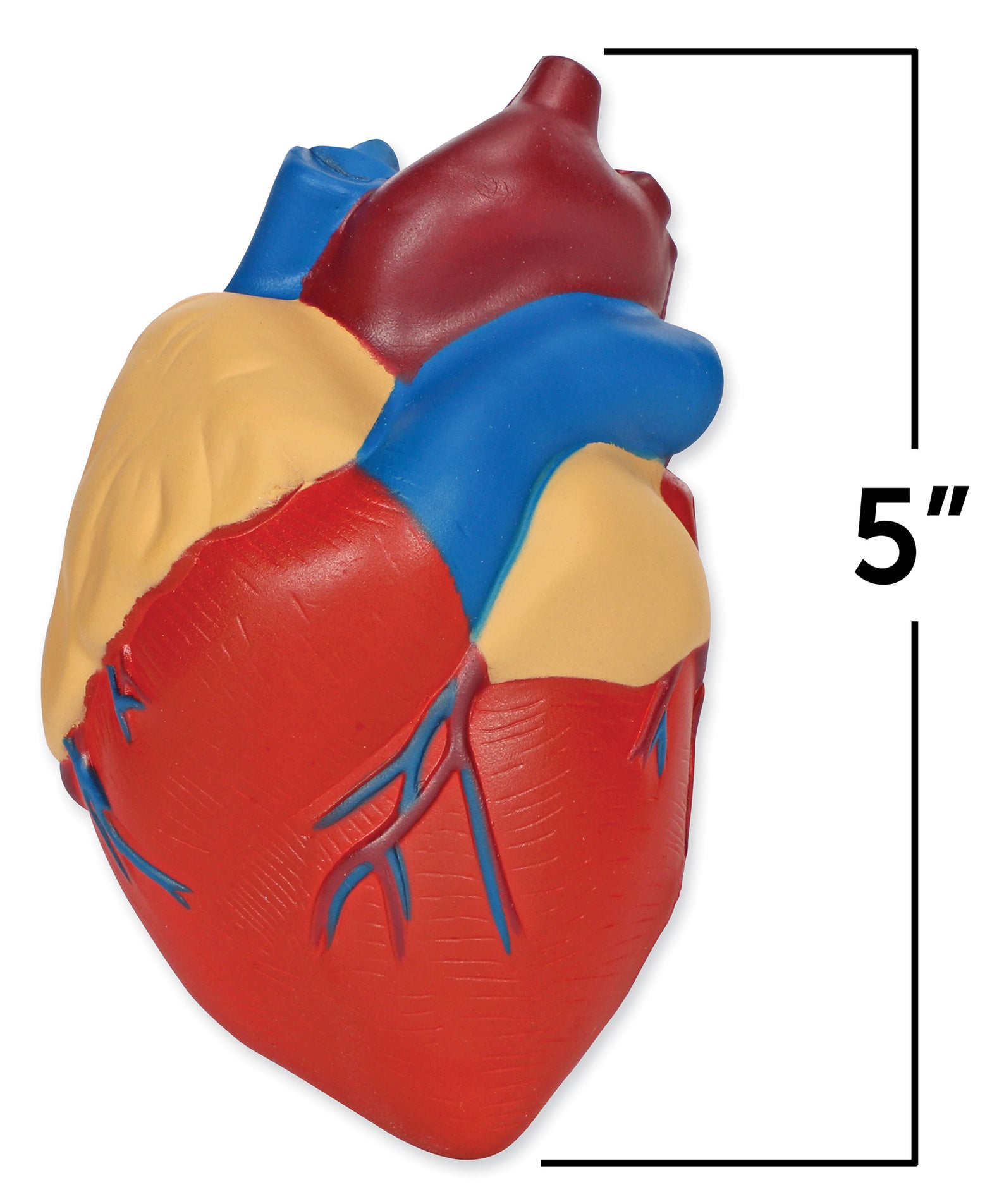 Learning Resources Cross-Section Human Heart Model, 13cm Soft Foam Anatomy Learning Toy, Realistically Detailed with Labeled & Self-Assessment Sides, Includes Activity Guide, Educational Science Toy for Ages 7+