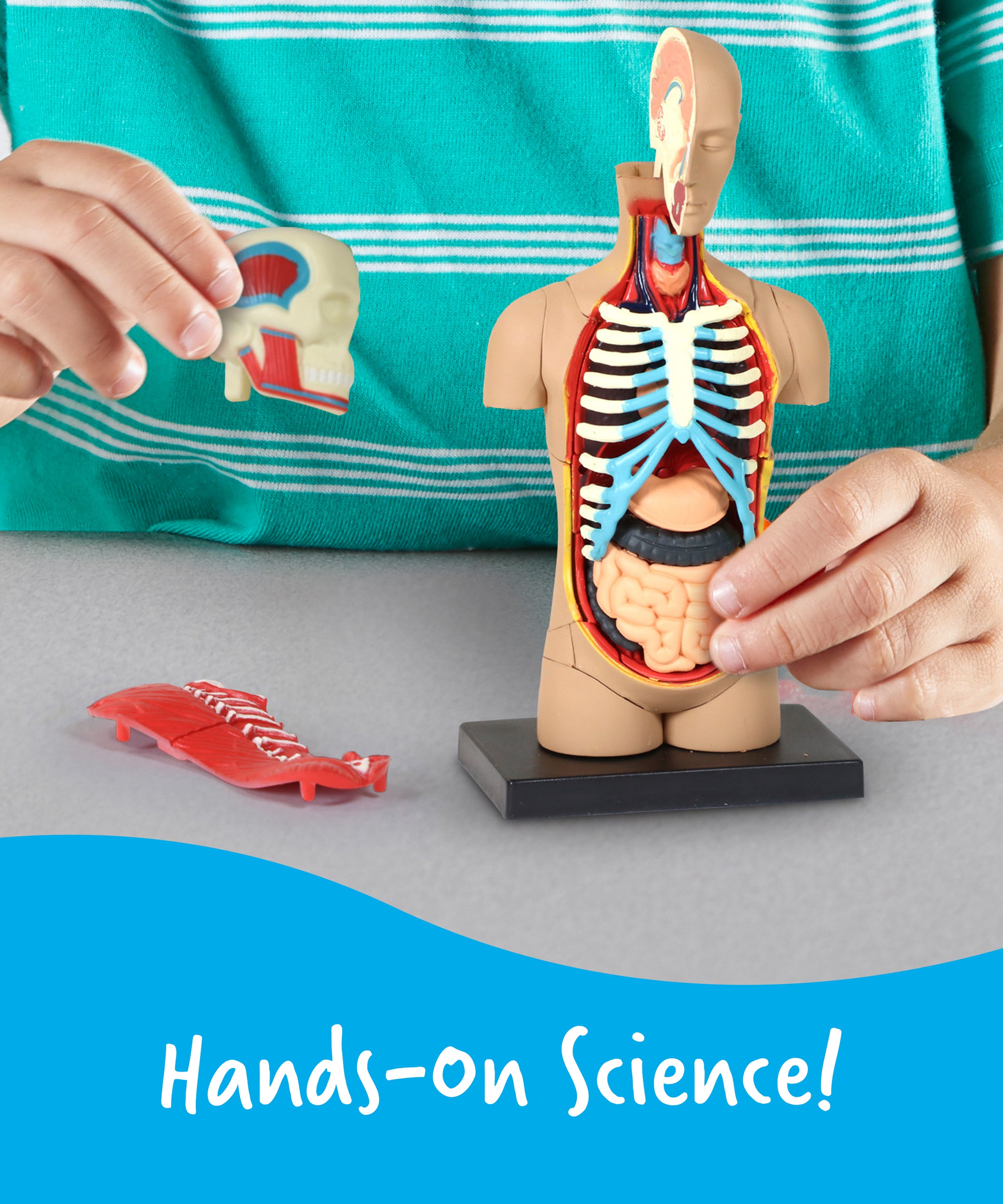 Learning Resources Human Body Anatomy Display Model, 31-Piece Miniature Model for Kids to Explore Body Systems and Organs, Ideal for Ages 8+