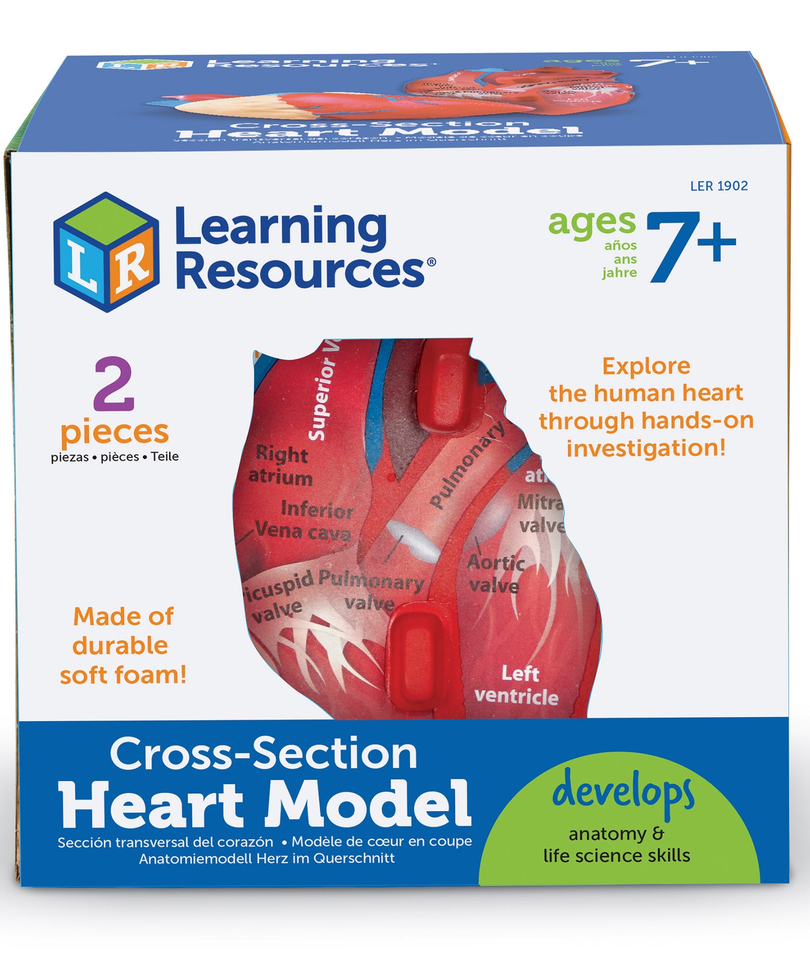 Learning Resources Cross-Section Human Heart Model, 13cm Soft Foam Anatomy Learning Toy, Realistically Detailed with Labeled & Self-Assessment Sides, Includes Activity Guide, Educational Science Toy for Ages 7+