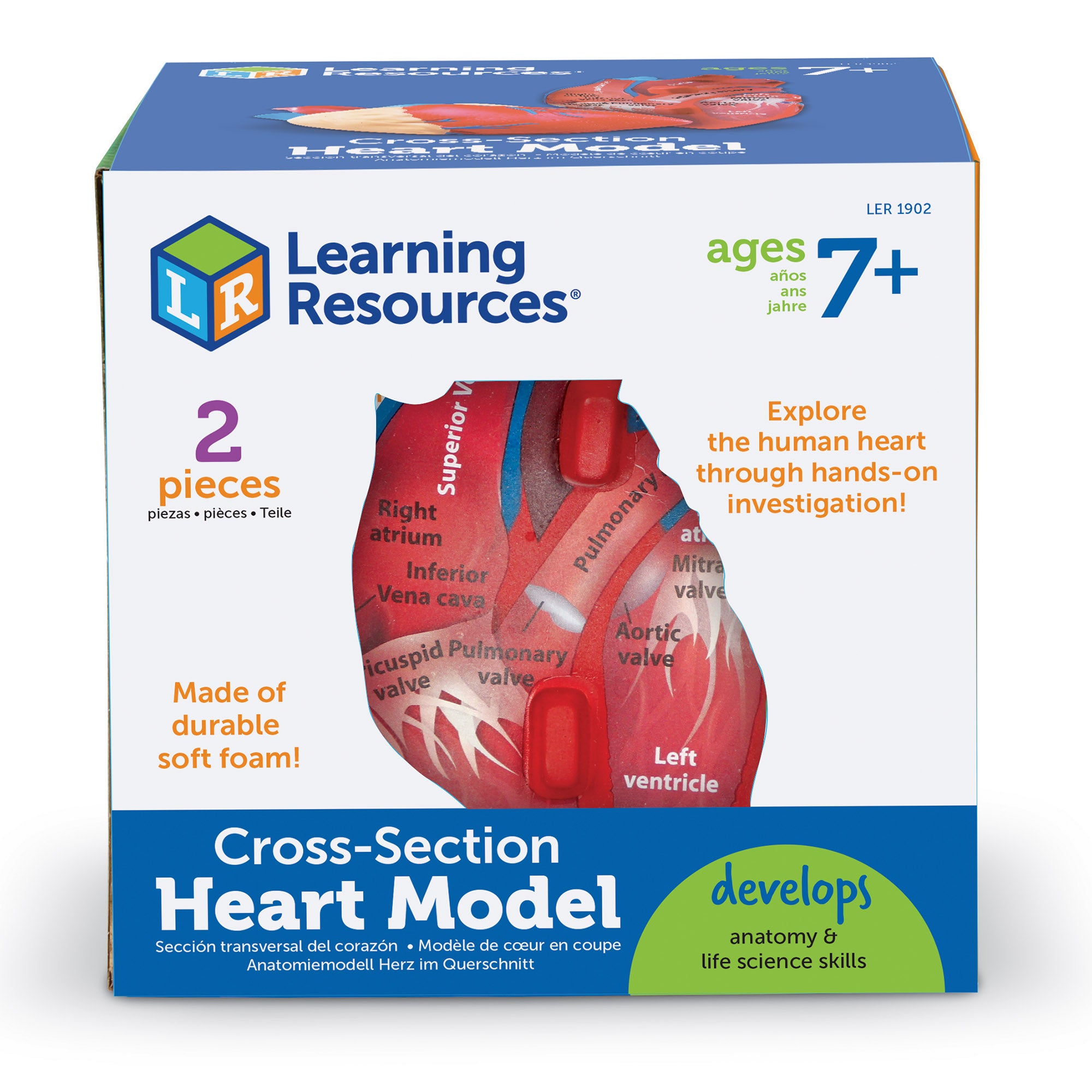 Learning Resources Cross-Section Human Heart Model, 13cm Soft Foam Anatomy Learning Toy, Realistically Detailed with Labeled & Self-Assessment Sides, Includes Activity Guide, Educational Science Toy for Ages 7+