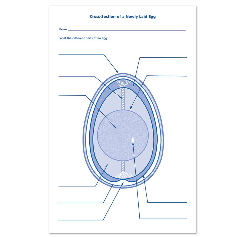 Learning Resources Chick Life Cycle Exploration Set, Hands-On 21-Day Development Learning Toy, STEM Educational Resource, Ages 5+