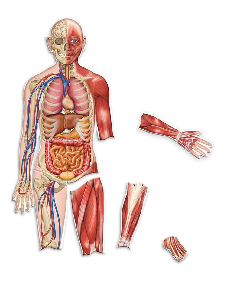 Learning Resources Double-Sided Magnetic Human Body Model, 90cm Anatomy Learning Set for Kids, Includes 17 Magnetic Pieces, Skeletal & Organ Systems, Write-On Wipe-Off Feature, Educational Toy for Classrooms & Home