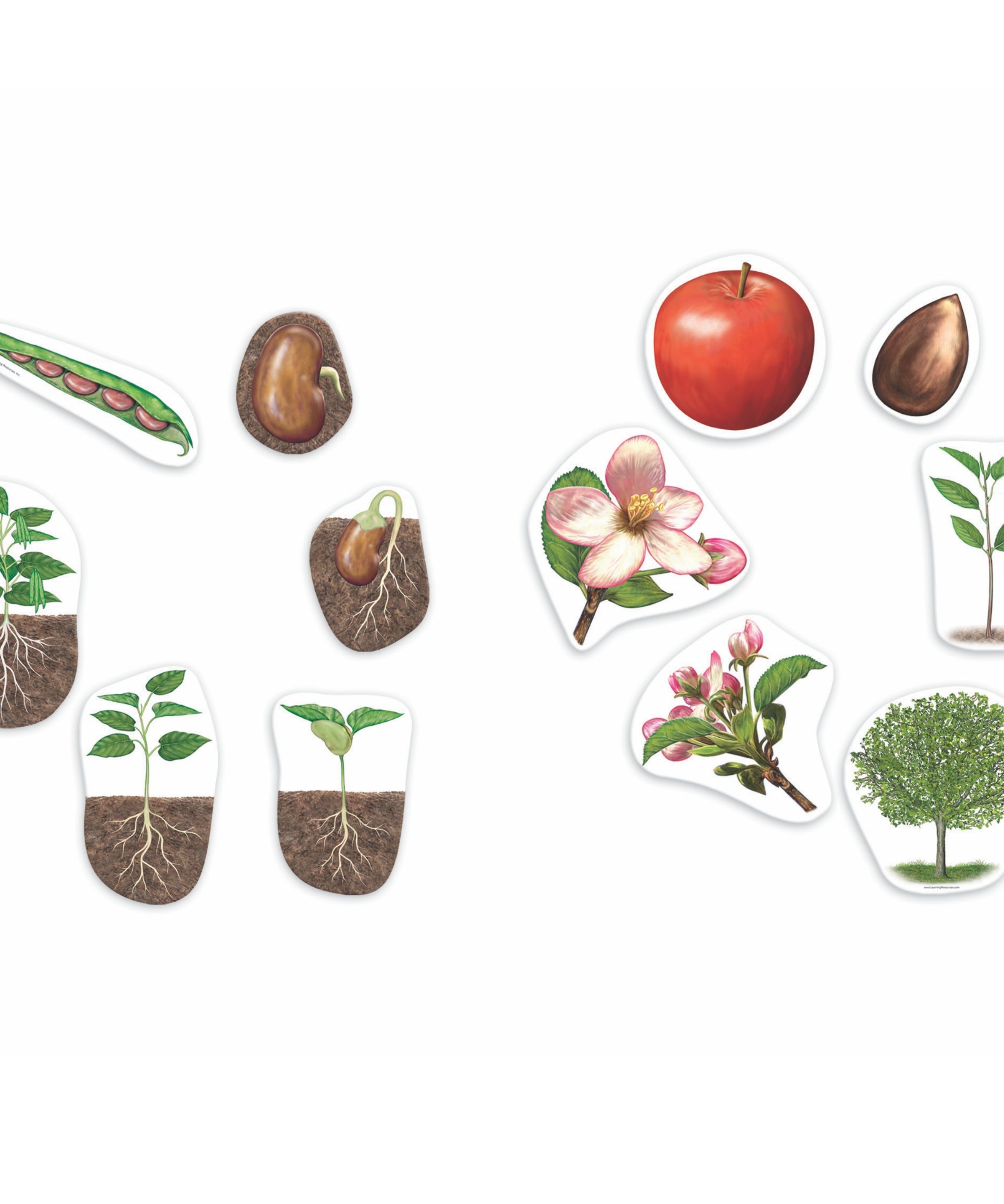 Learning Resources Giant Magnetic Plant Life Cycle, Jumbo Educational Magnets for Science Learning, Includes Apple Tree & Bean Plant, Ages 5+