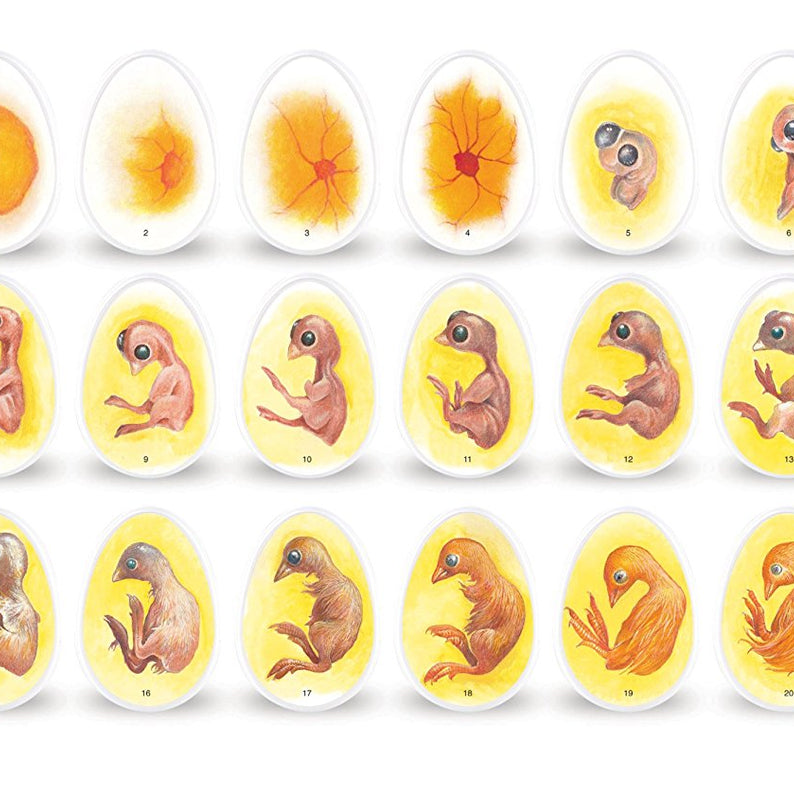 Learning Resources Chick Life Cycle Exploration Set, Hands-On 21-Day Development Learning Toy, STEM Educational Resource, Ages 5+