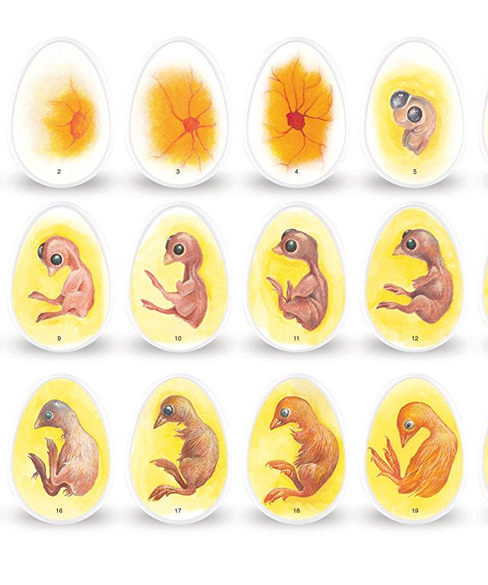 Learning Resources Chick Life Cycle Exploration Set, Hands-On 21-Day Development Learning Toy, STEM Educational Resource, Ages 5+