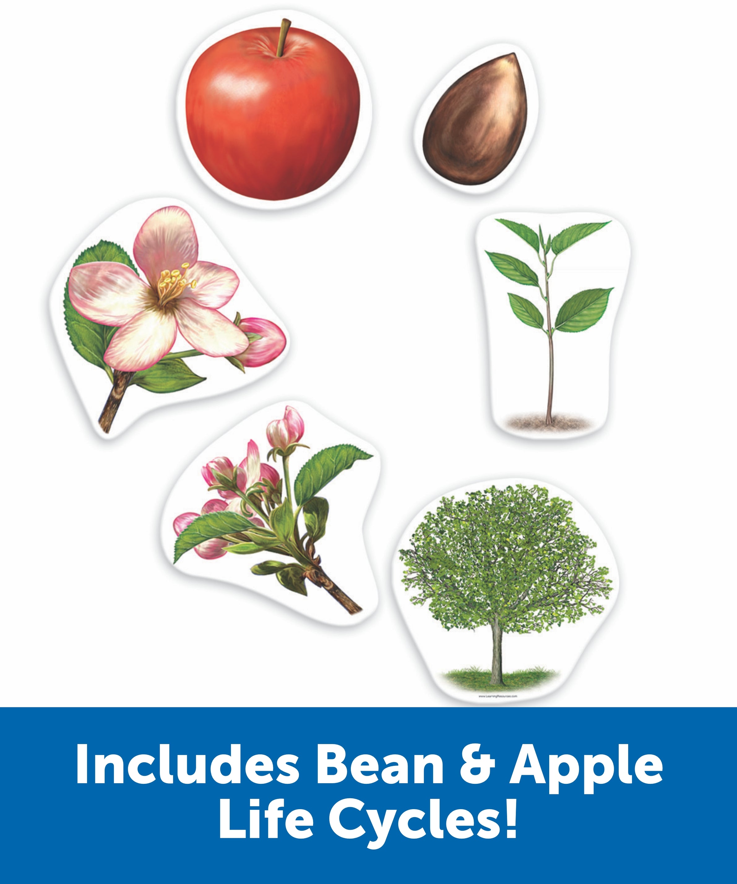 Learning Resources Giant Magnetic Plant Life Cycle, Jumbo Educational Magnets for Science Learning, Includes Apple Tree & Bean Plant, Ages 5+