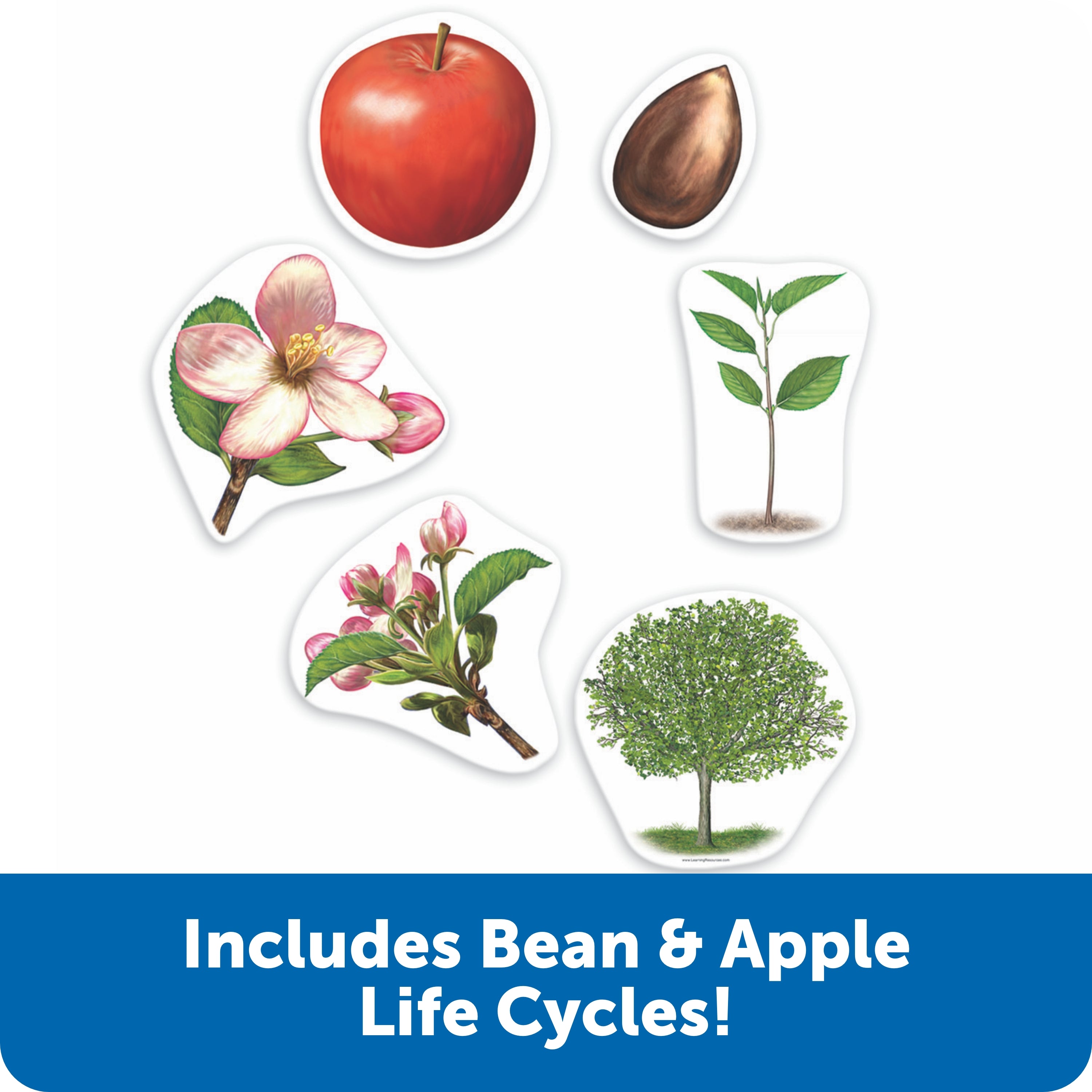 Learning Resources Giant Magnetic Plant Life Cycle, Jumbo Educational Magnets for Science Learning, Includes Apple Tree & Bean Plant, Ages 5+
