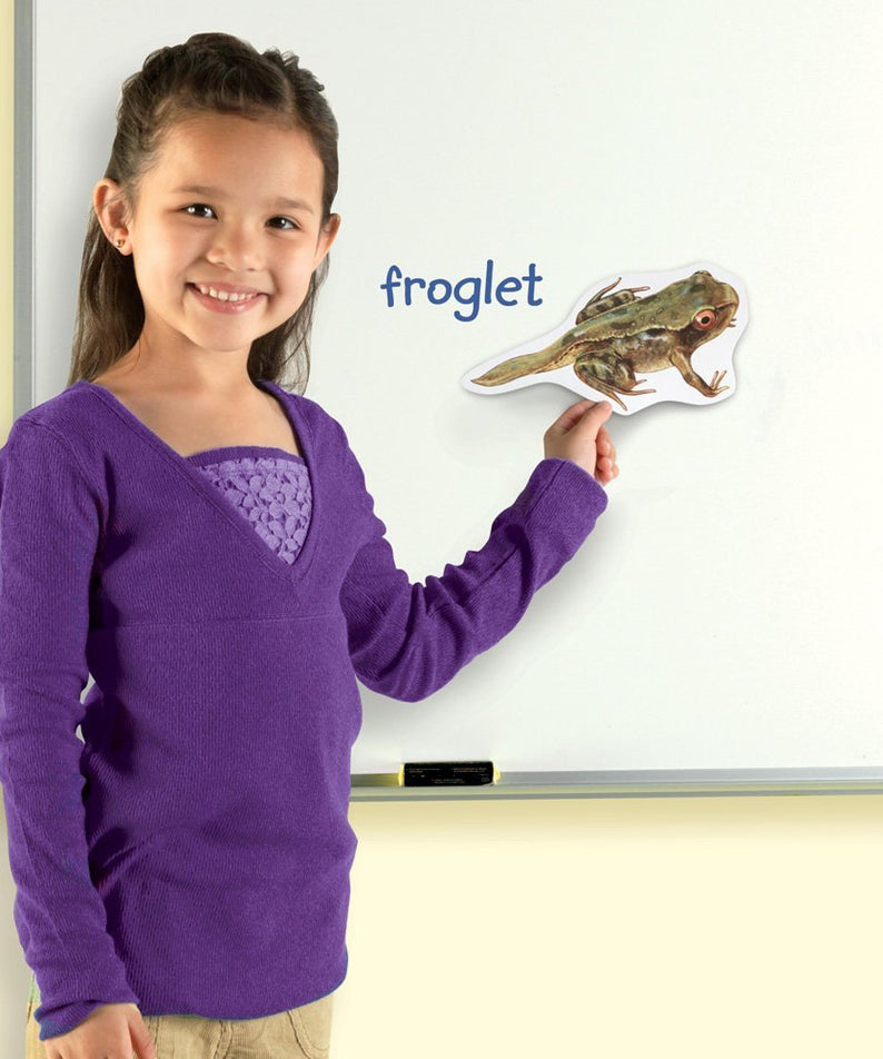 Learning Resources Giant Magnetic Frog Life Cycle, Jumbo Educational Magnets for Science Learning, Interactive STEM Resource, Ages 5+
