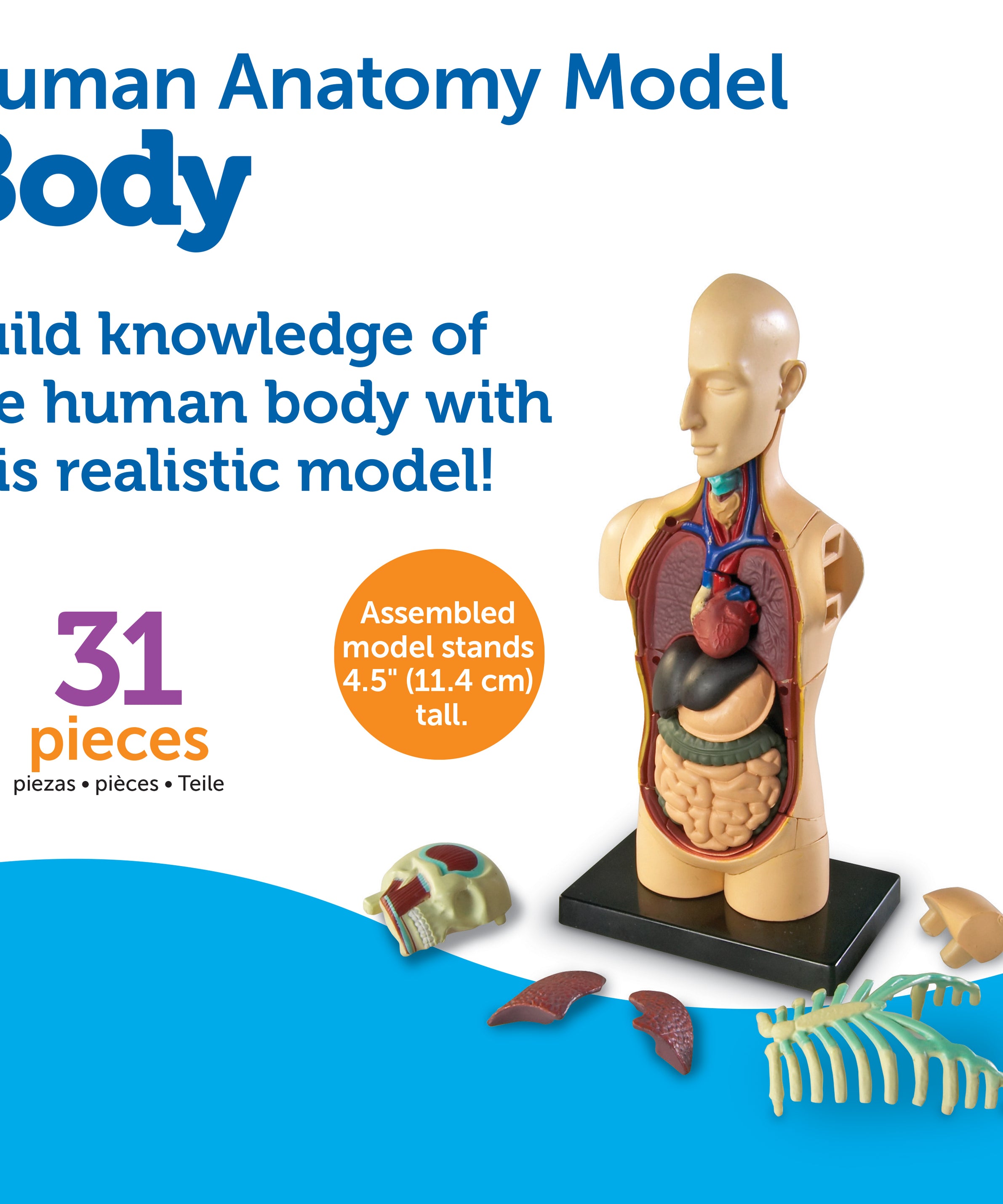 Learning Resources Human Body Anatomy Display Model, 31-Piece Miniature Model for Kids to Explore Body Systems and Organs, Ideal for Ages 8+