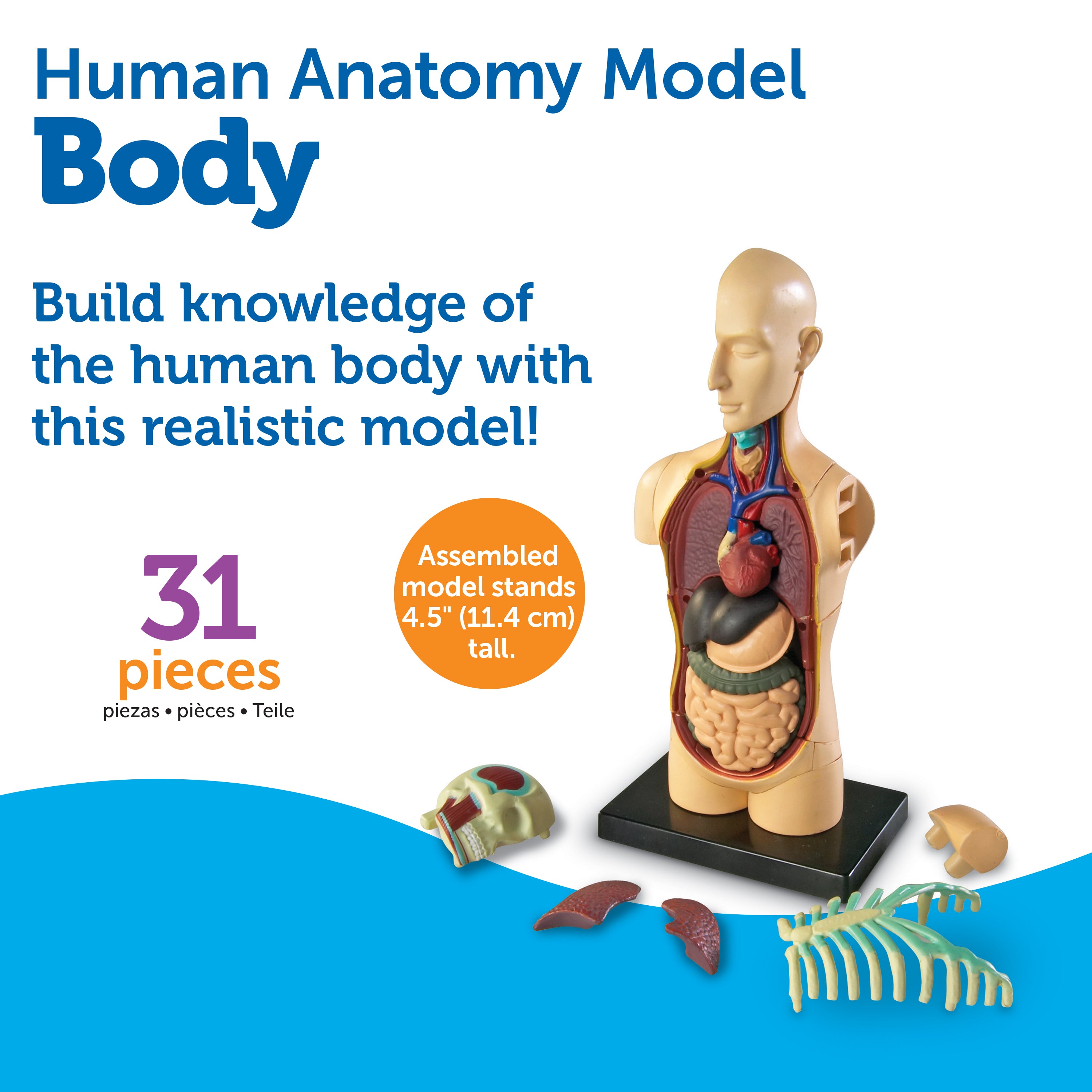 Learning Resources Human Body Anatomy Display Model, 31-Piece Miniature Model for Kids to Explore Body Systems and Organs, Ideal for Ages 8+