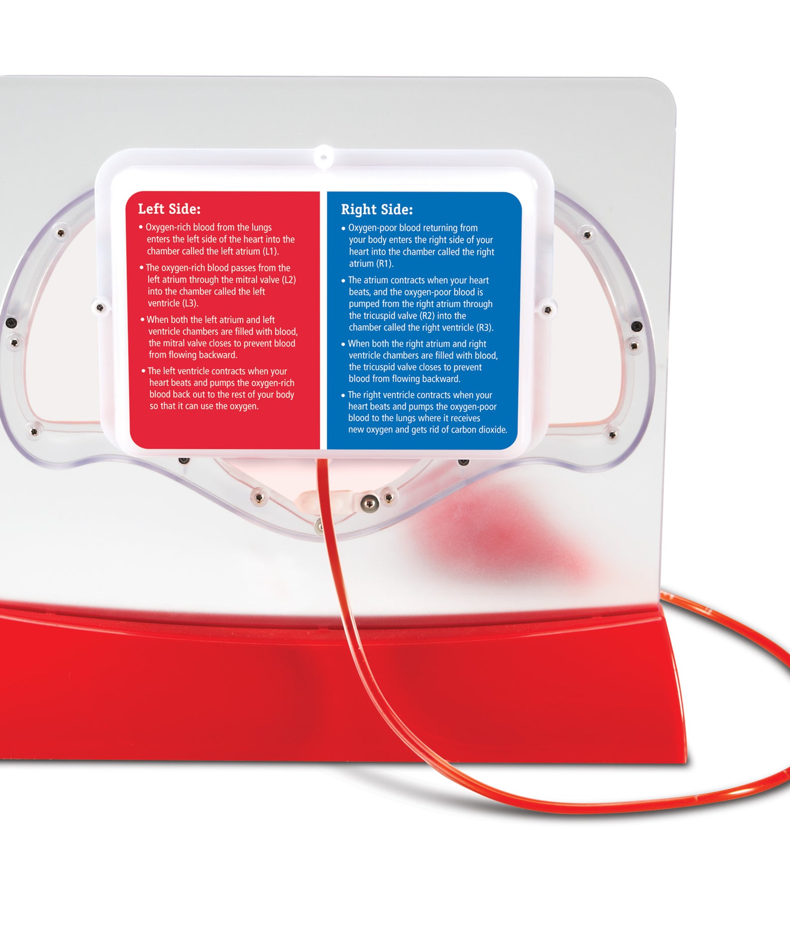 Learning Resources Pumping Heart Model, Interactive Human Anatomy Learning Toy, Demonstrates Blood Flow & Oxygen Exchange, Includes 10 Dye Packs & Activity Guide, Educational Science Kit for Ages 8+