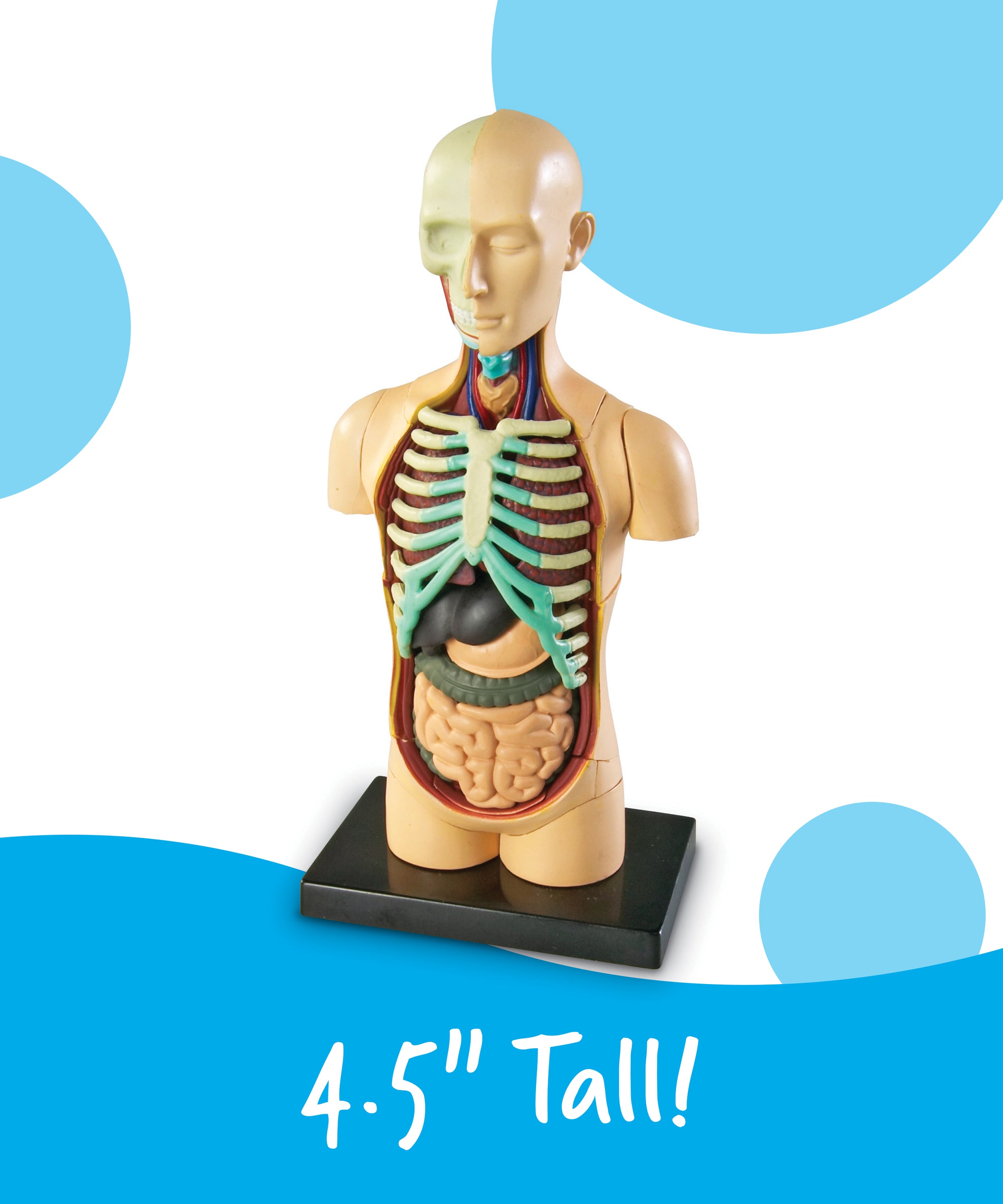 Learning Resources Human Body Anatomy Display Model, 31-Piece Miniature Model for Kids to Explore Body Systems and Organs, Ideal for Ages 8+