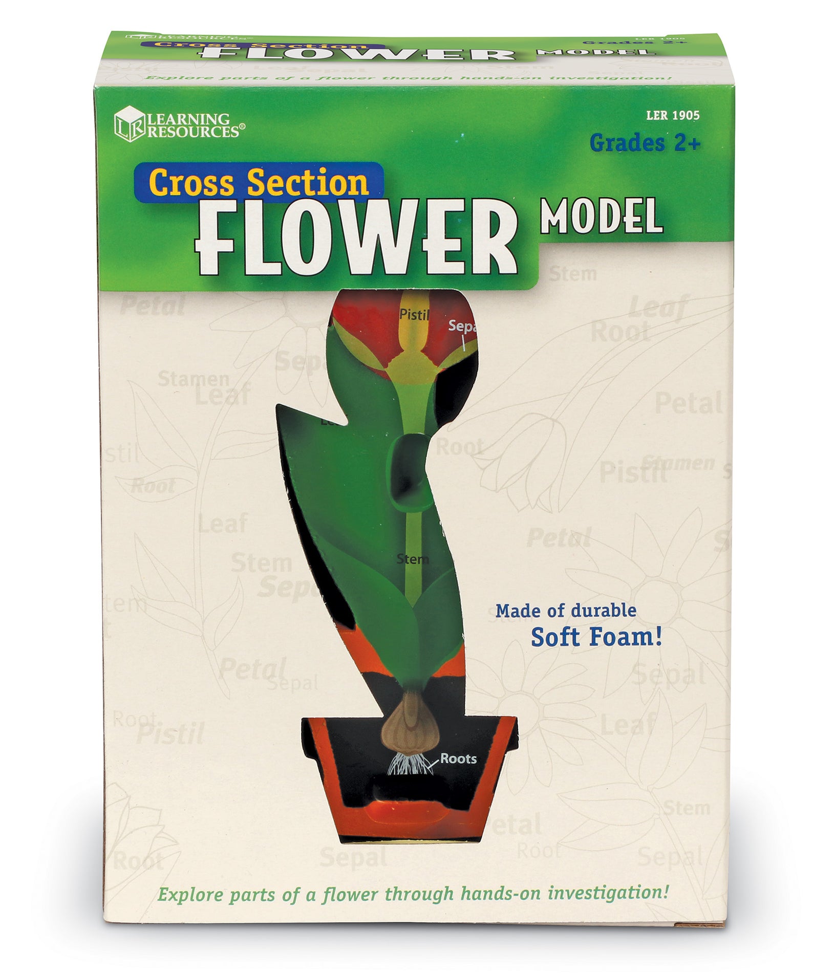 Learning Resources Cross-Section Flower Model, 2-Piece Foam Science Model for Classroom Demonstration, Teaches Parts of a Flower, Includes Activity Guide, Ages 7+