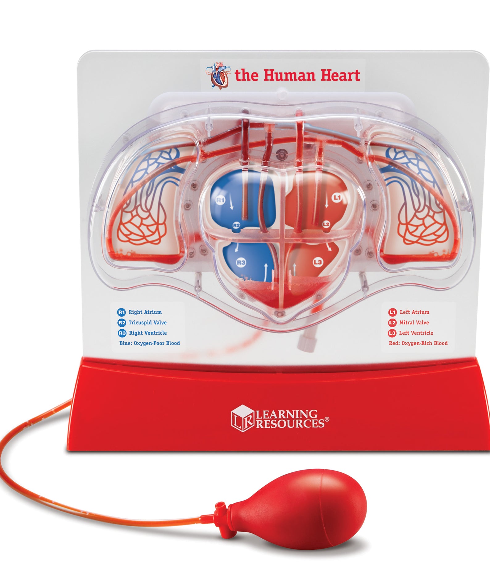 Learning Resources Pumping Heart Model, Interactive Human Anatomy Learning Toy, Demonstrates Blood Flow & Oxygen Exchange, Includes 10 Dye Packs & Activity Guide, Educational Science Kit for Ages 8+