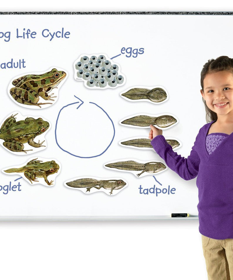 Learning Resources Giant Magnetic Frog Life Cycle, Jumbo Educational Magnets for Science Learning, Interactive STEM Resource, Ages 5+