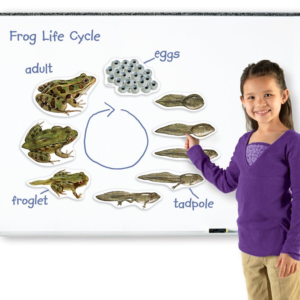 Learning Resources Giant Magnetic Frog Life Cycle, Jumbo Educational Magnets for Science Learning, Interactive STEM Resource, Ages 5+