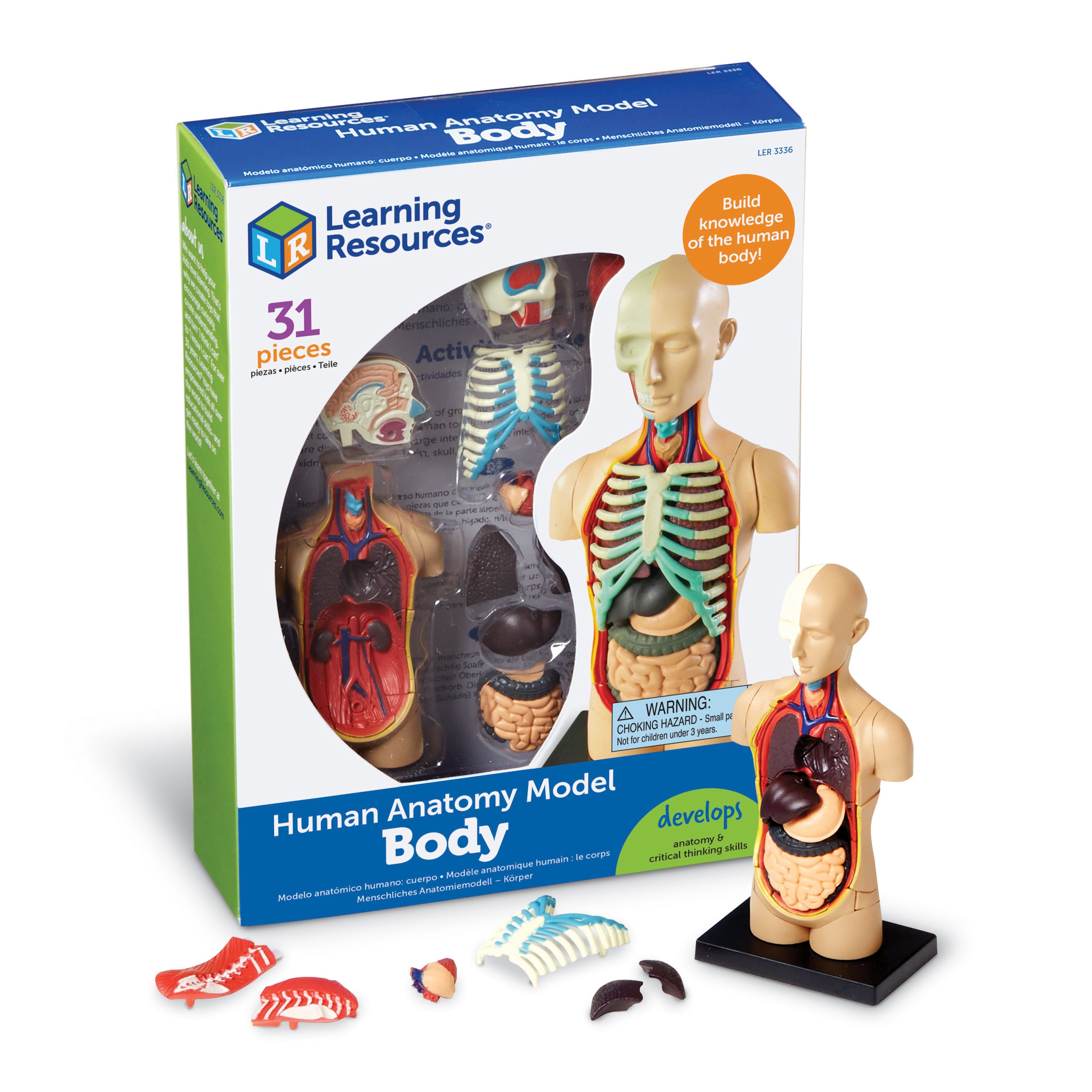 Learning Resources Human Body Anatomy Display Model, 31-Piece Miniature Model for Kids to Explore Body Systems and Organs, Ideal for Ages 8+