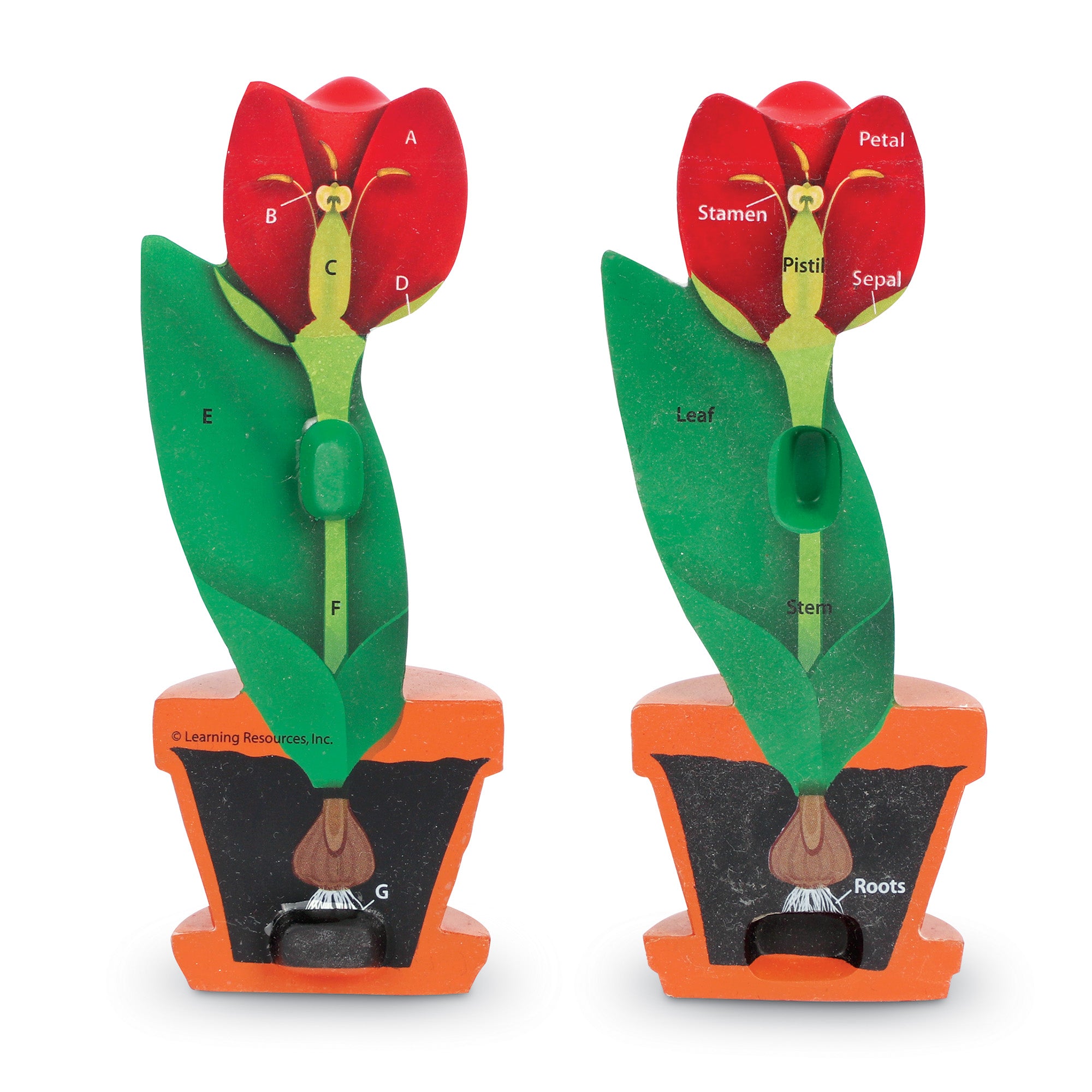Learning Resources Cross-Section Flower Model, 2-Piece Foam Science Model for Classroom Demonstration, Teaches Parts of a Flower, Includes Activity Guide, Ages 7+