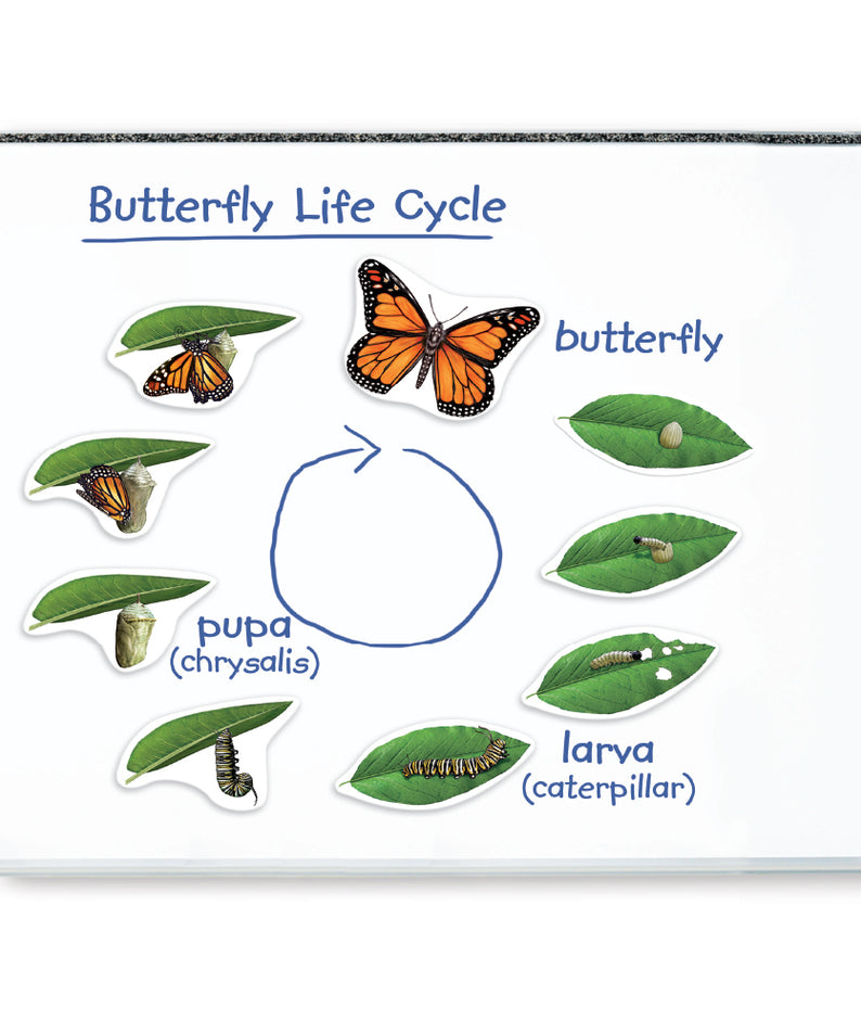 Learning Resources Giant Magnetic Butterfly Life Cycle, Jumbo Educational Magnets for Science Learning, Interactive STEM Resource, Ages 5+