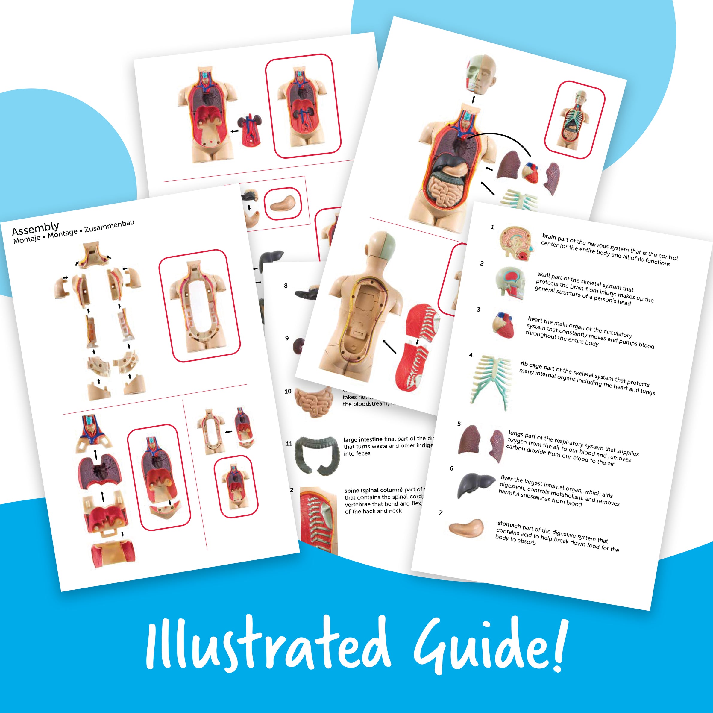 Learning Resources Human Body Anatomy Display Model, 31-Piece Miniature Model for Kids to Explore Body Systems and Organs, Ideal for Ages 8+