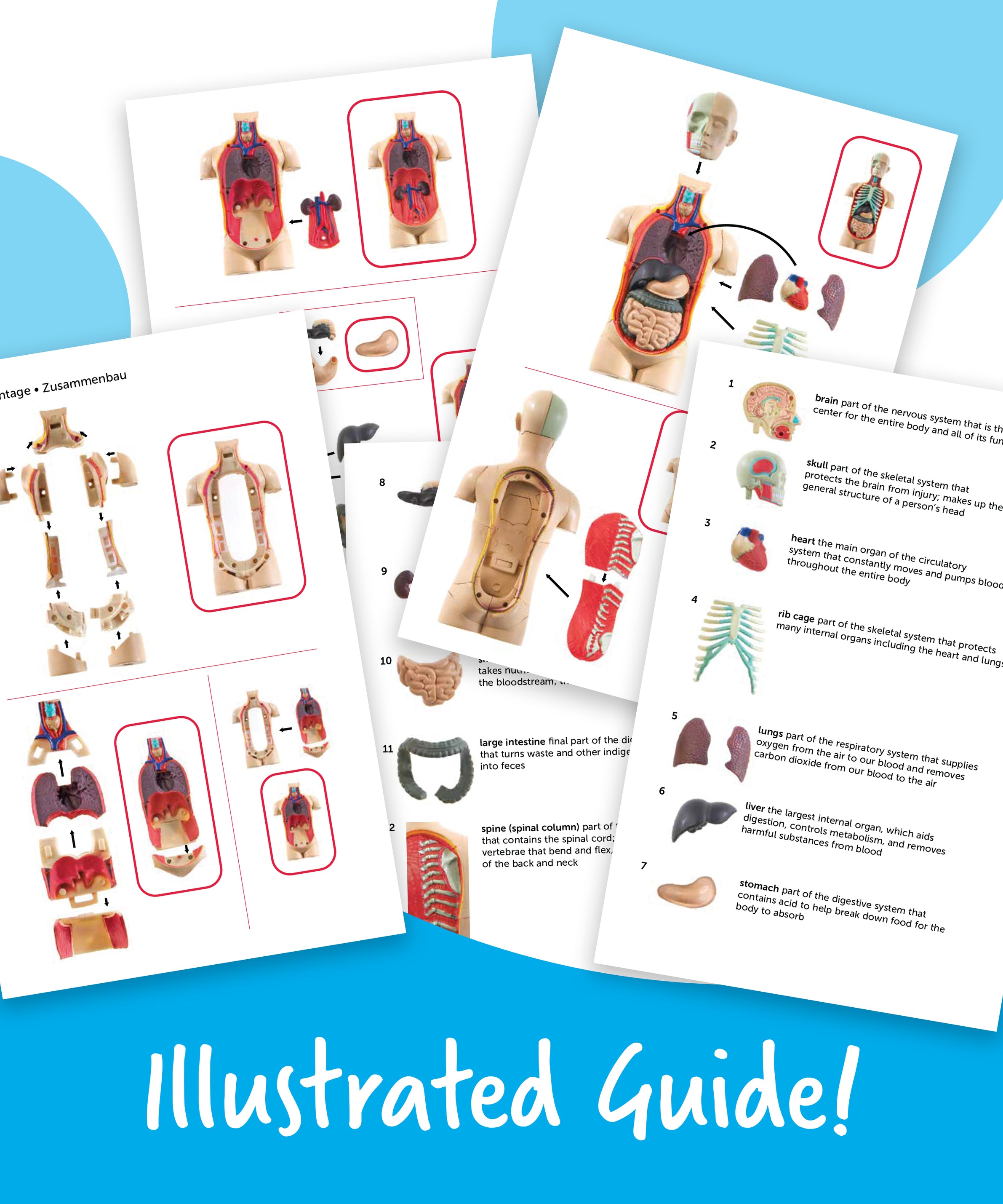 Learning Resources Human Body Anatomy Display Model, 31-Piece Miniature Model for Kids to Explore Body Systems and Organs, Ideal for Ages 8+