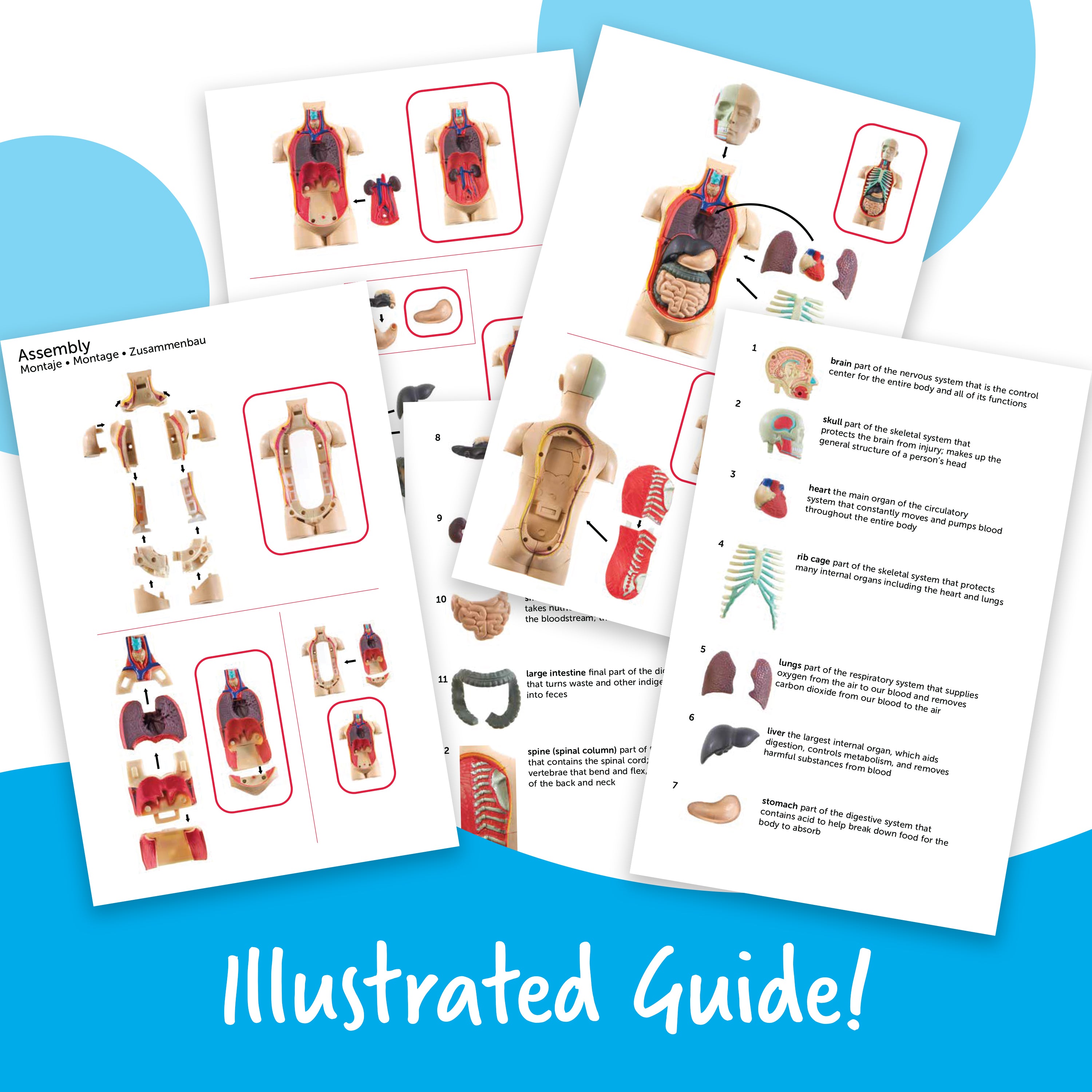 Learning Resources Human Body Anatomy Display Model, 31-Piece Miniature Model for Kids to Explore Body Systems and Organs, Ideal for Ages 8+